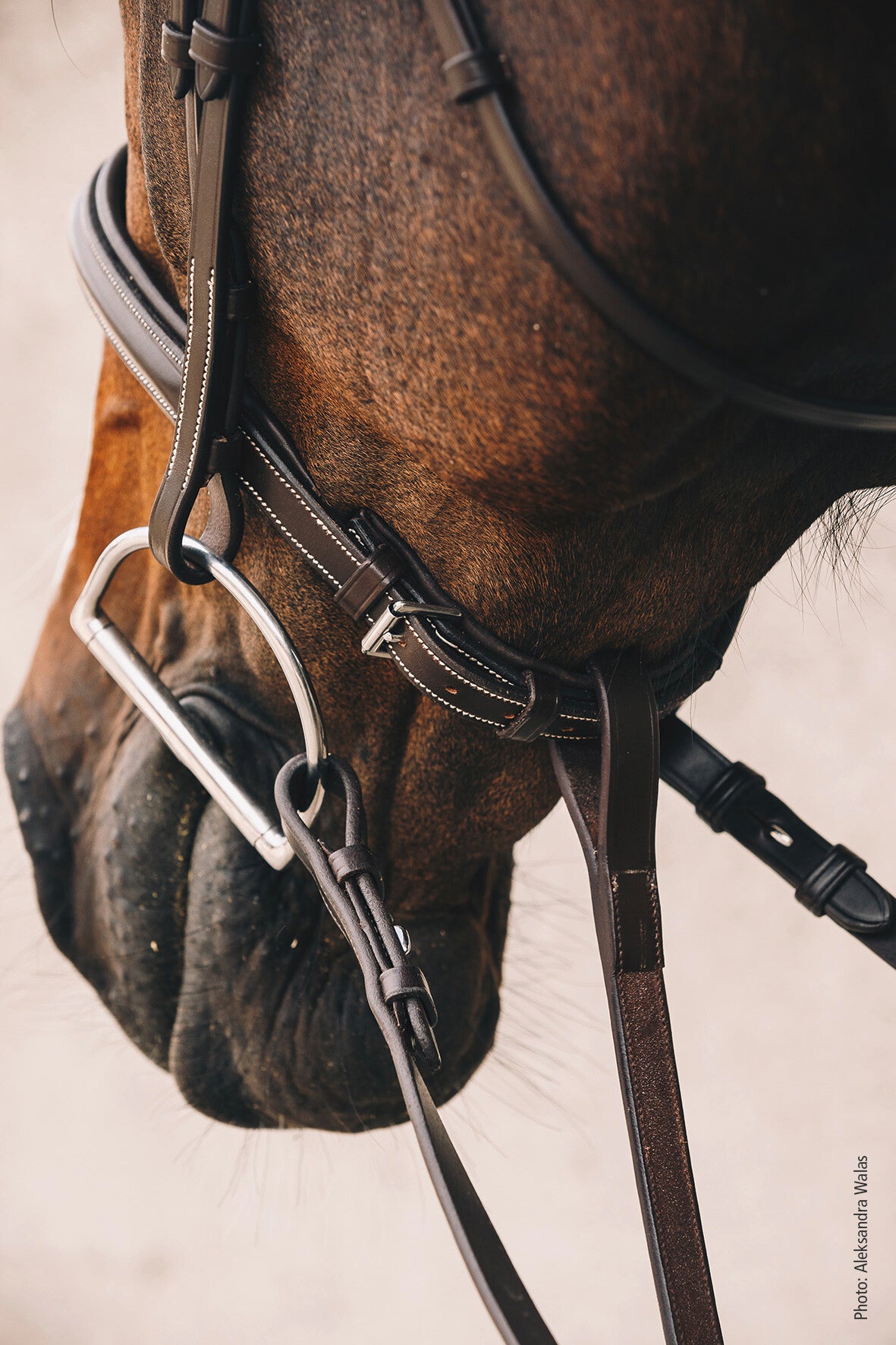 Schockemohle Montreal Select Anatomical Bridle, Espresso/Cream/Silver