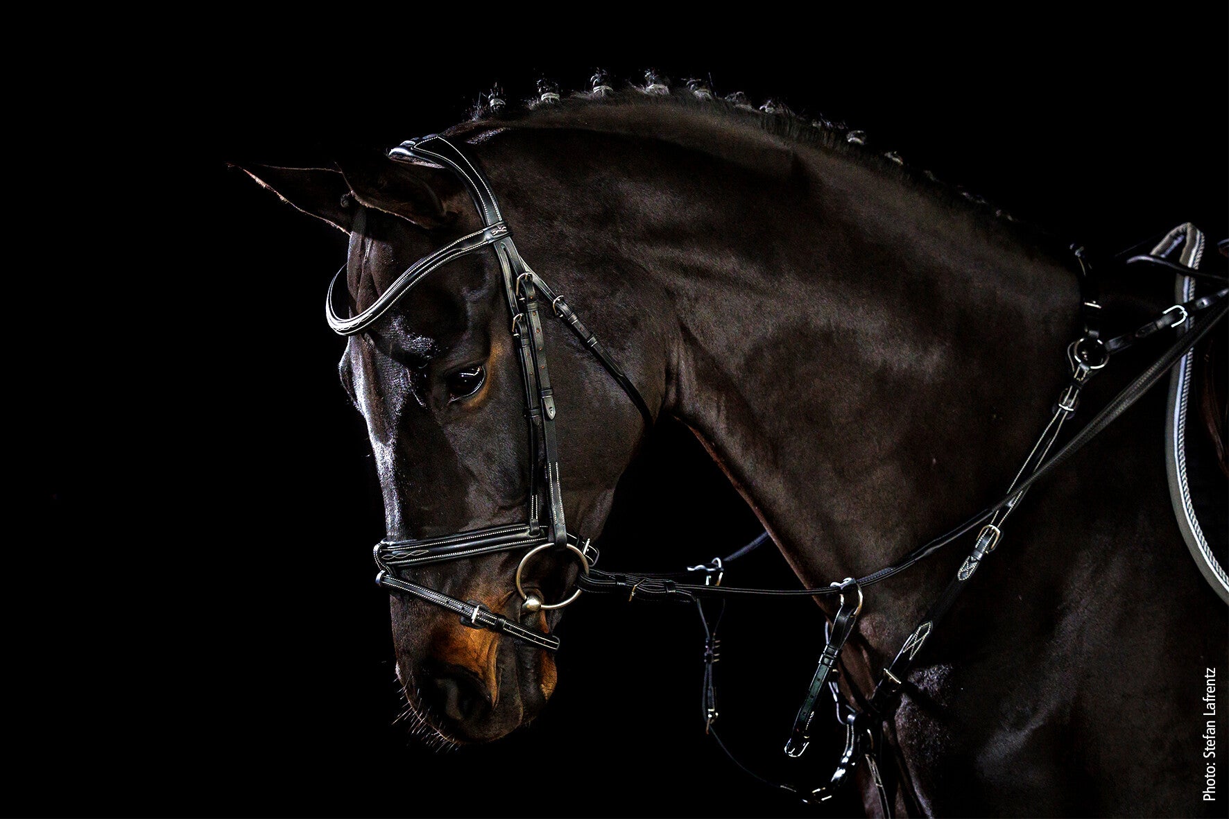 Schockemohle Tokyo-F Select Anatomical Bridle, Espresso/Cream/Silver