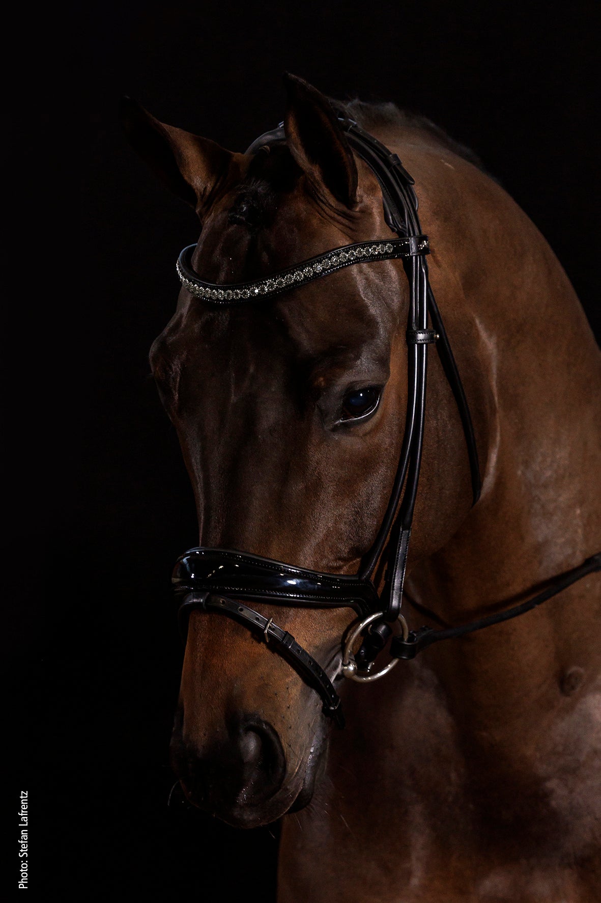 Schockemohle Westminster Round Stitched Anatomic Bridle, Black Patent/Silver