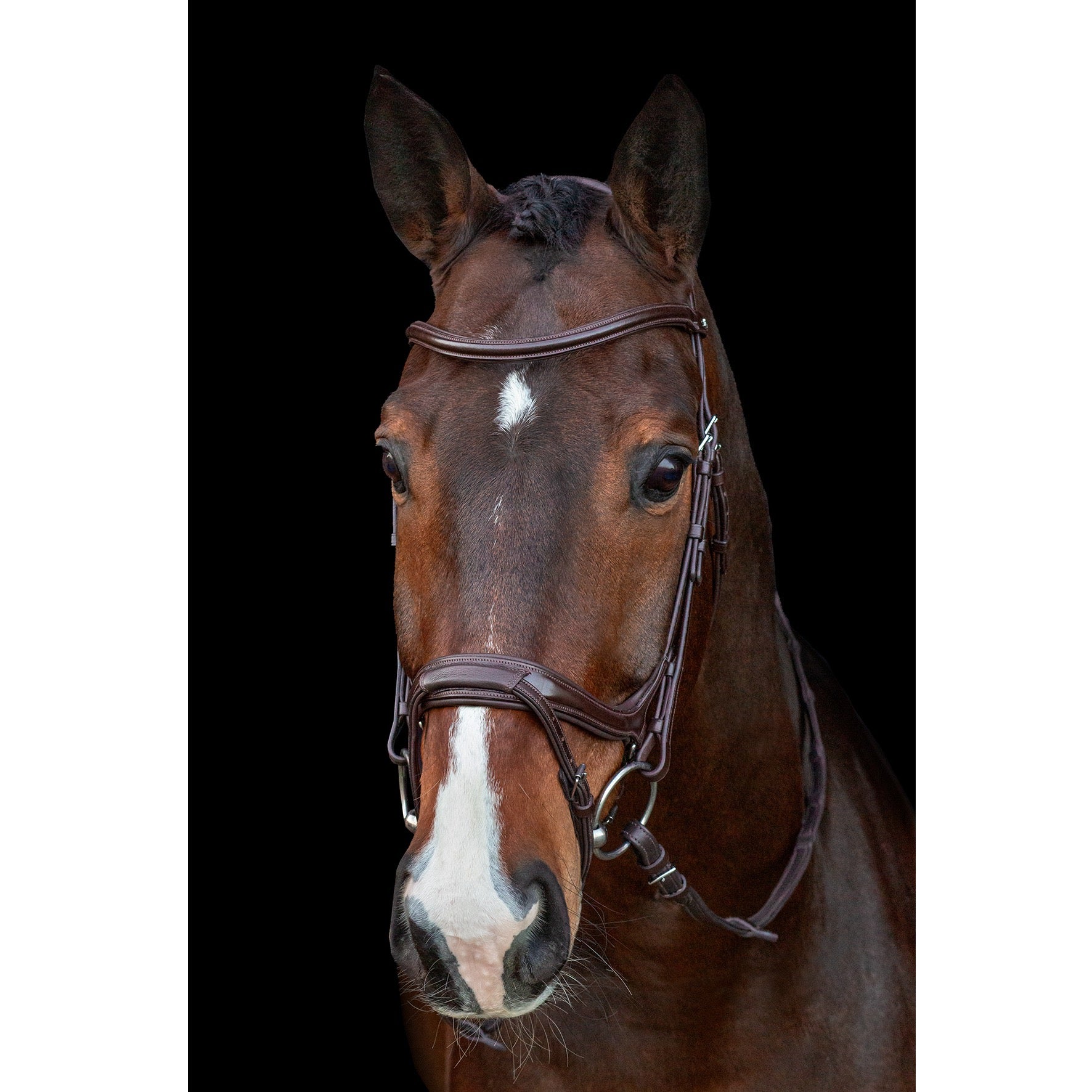 Schockemohle Ancona Bridle, Espresso/Silver