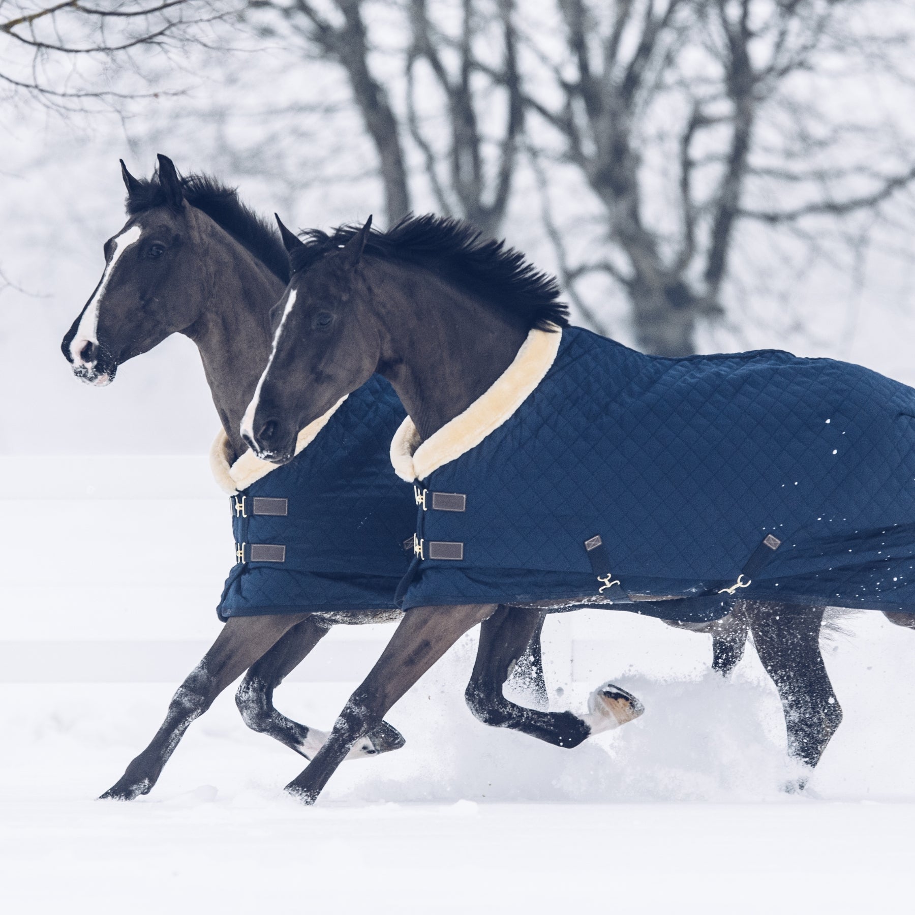 Kentucky Horsewear Show Rug, Navy