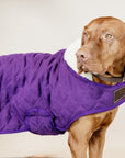 Kentucky Dog Coat, Royal Purple