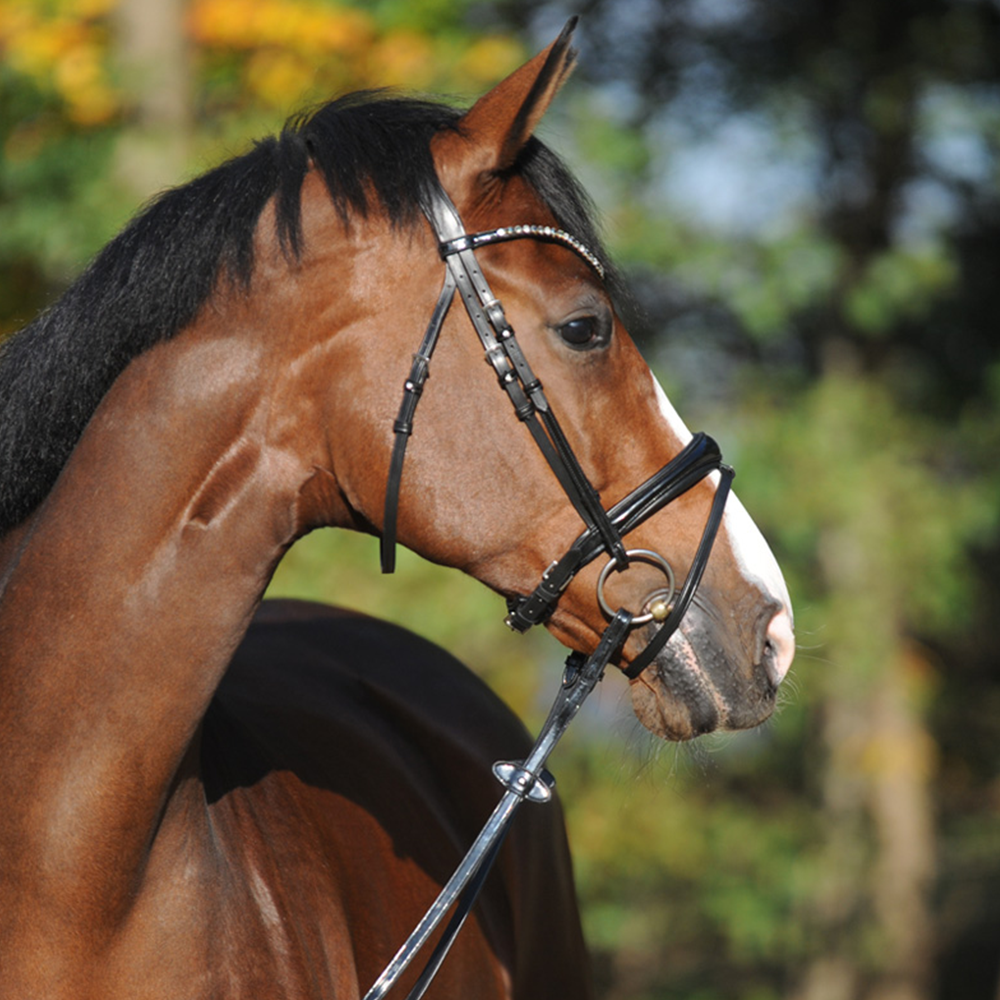 Kavalkade Bridle "Reyna" with Flash, Black
