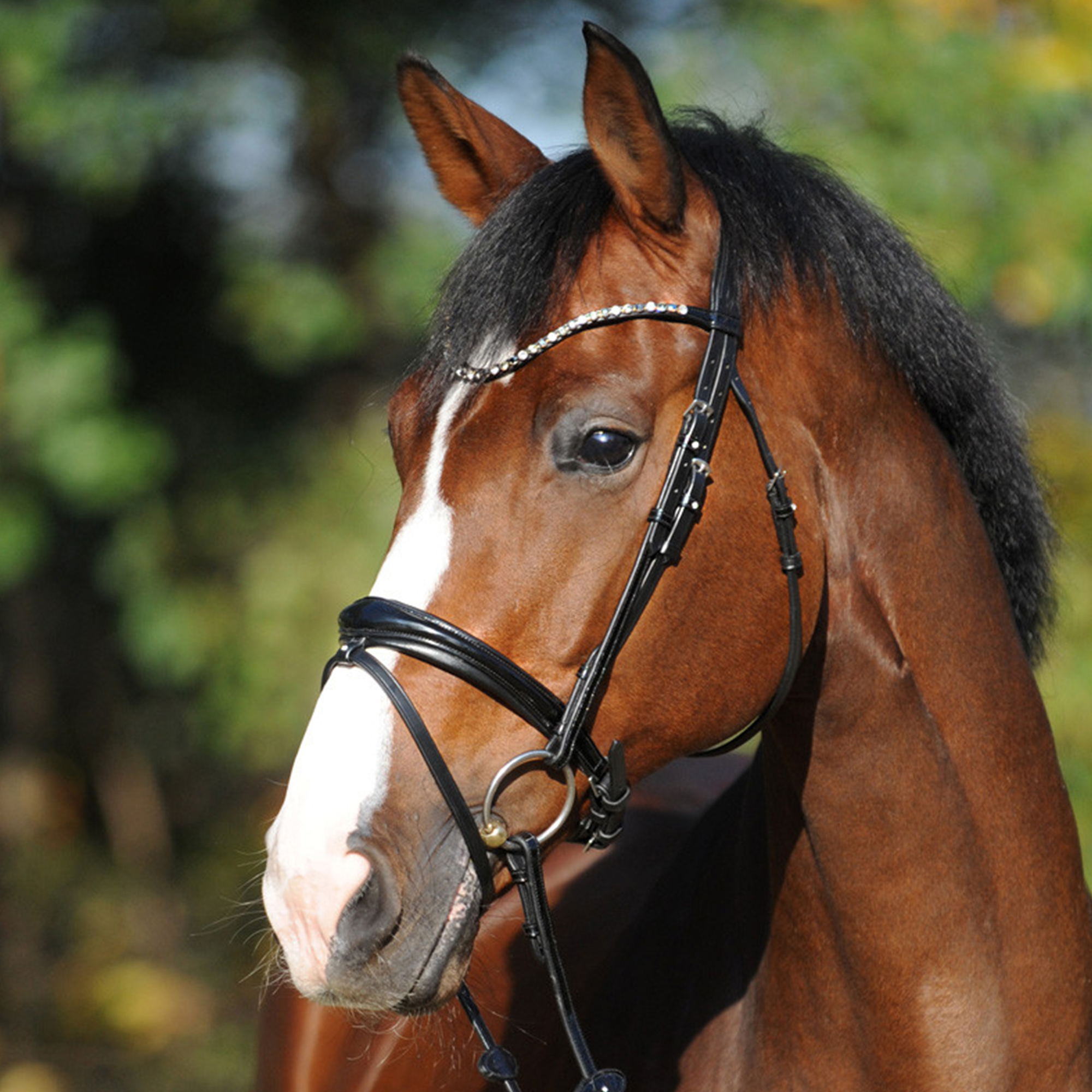 Kavalkade Bridle "Reyna" with Flash, Black