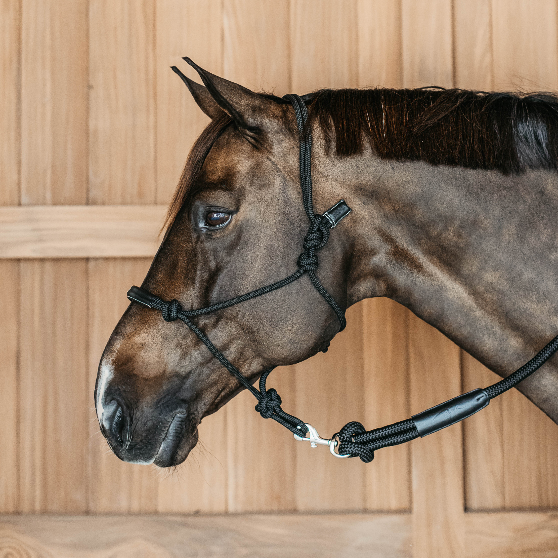 Dy'on Training Halter, Black