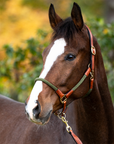 Kavalkade Cavo Rope Halter Set with Lead, Cognac / Green