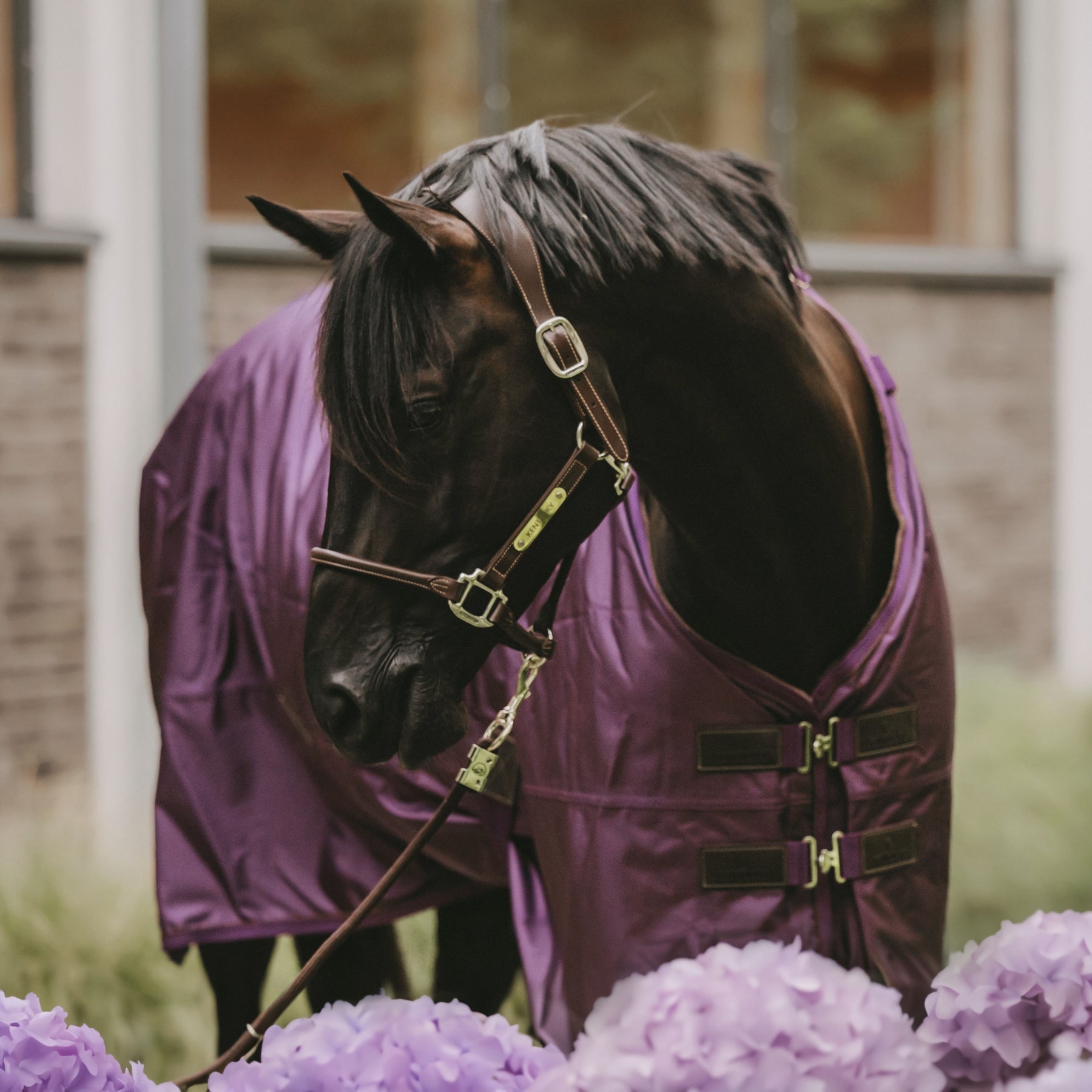 Kentucky Horsewear Turnout Rug All Weather Waterproof Pro 160g, Royal Purple