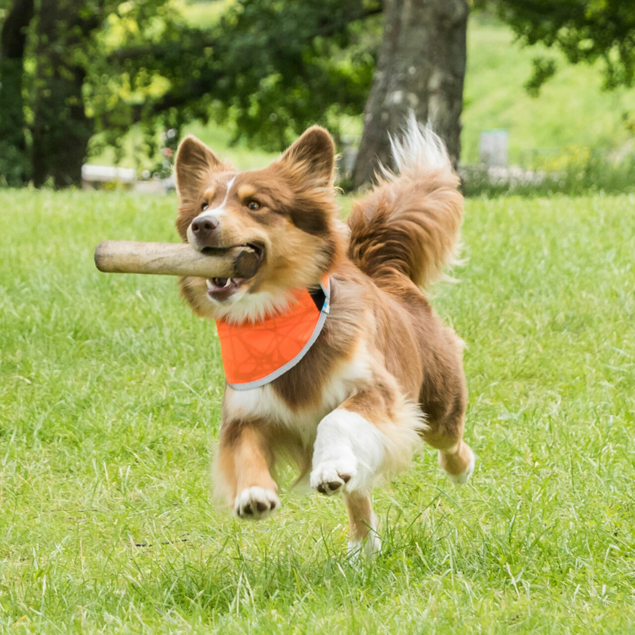 Back on Track Draco High Visibility Bandana for Dogs