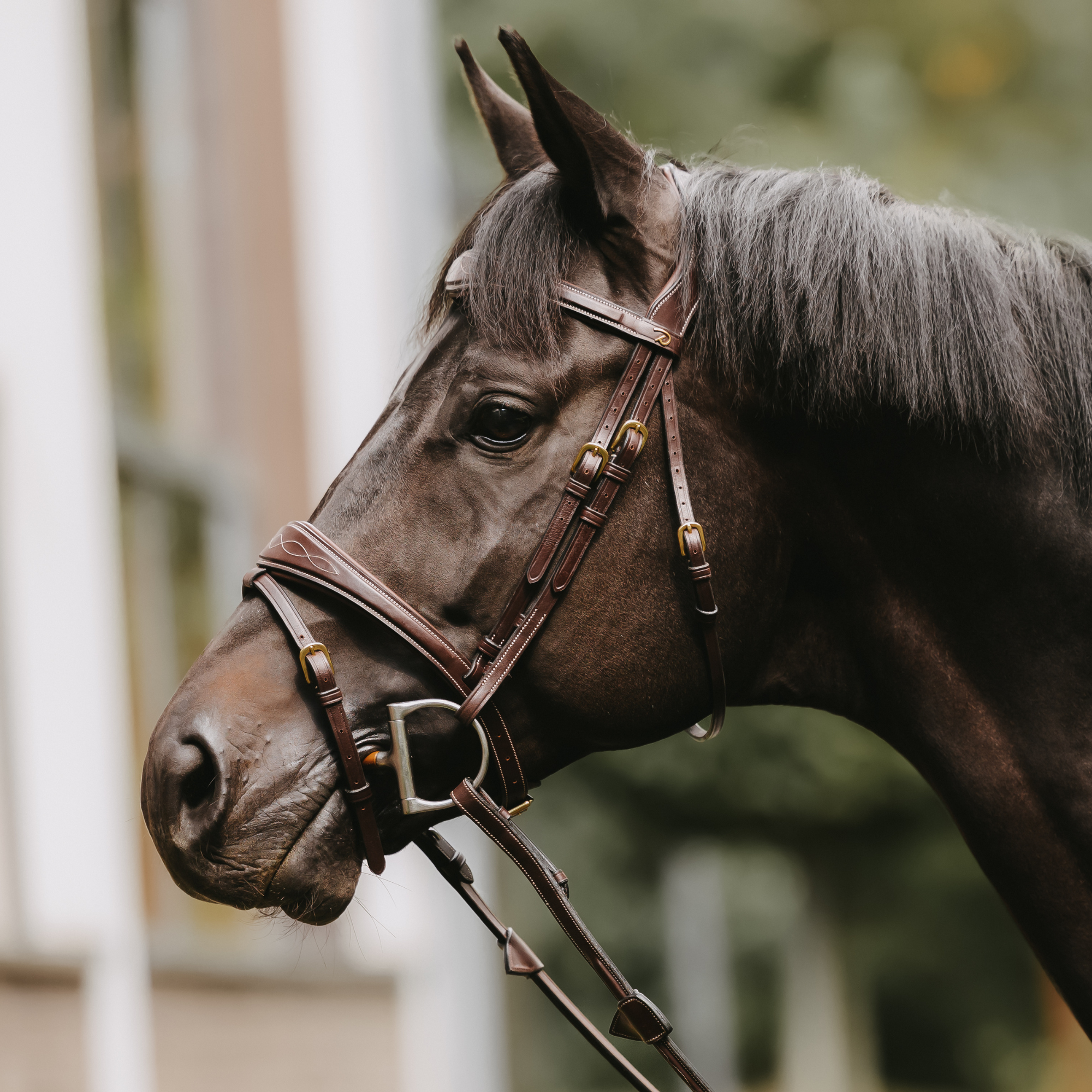 Dy'on Anatomic Flash Noseband Bridle, Brown, D Collection