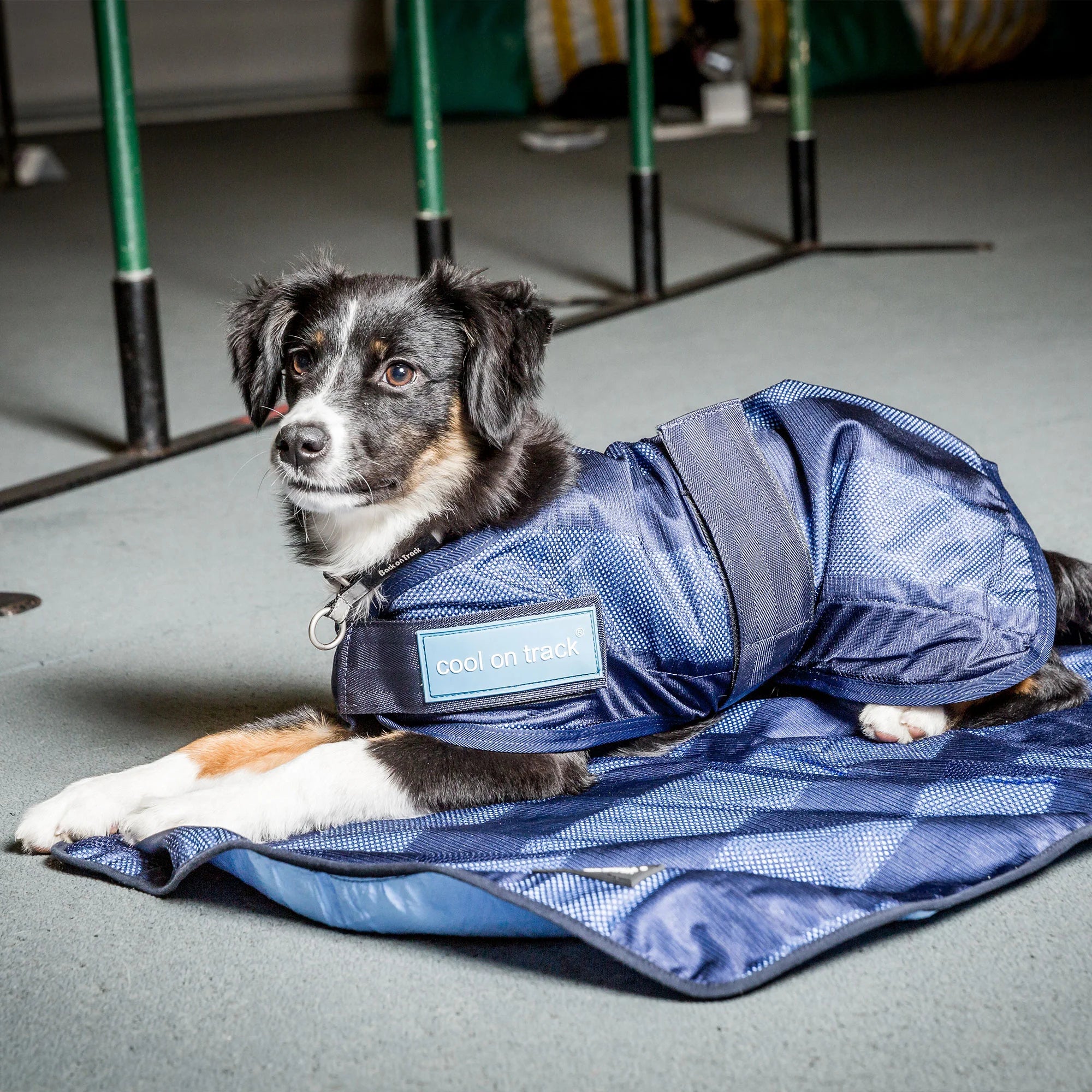 Back on Track Cool on Track Dog Coat, Blue