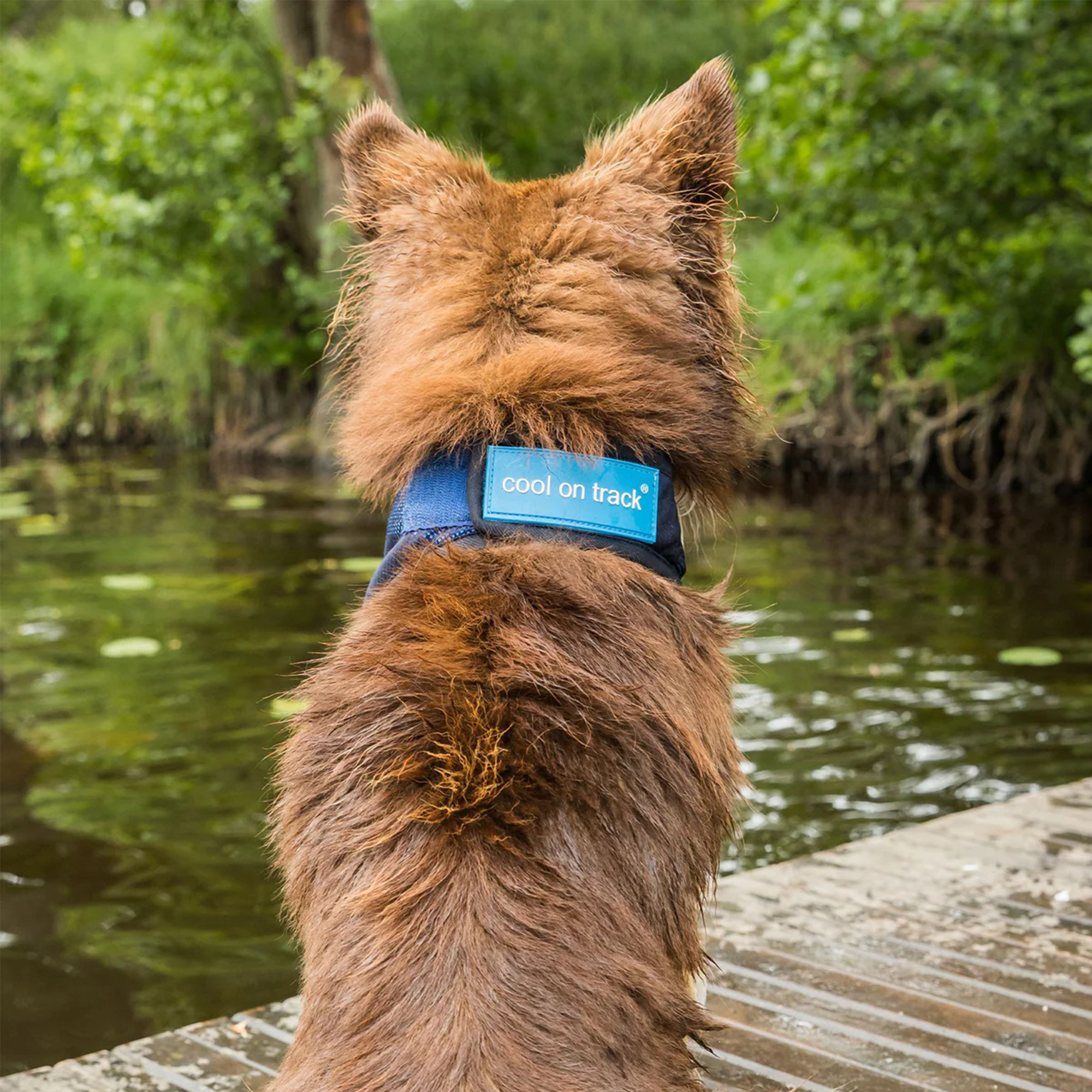 Back on Track Cool on Track Bandana, Blue