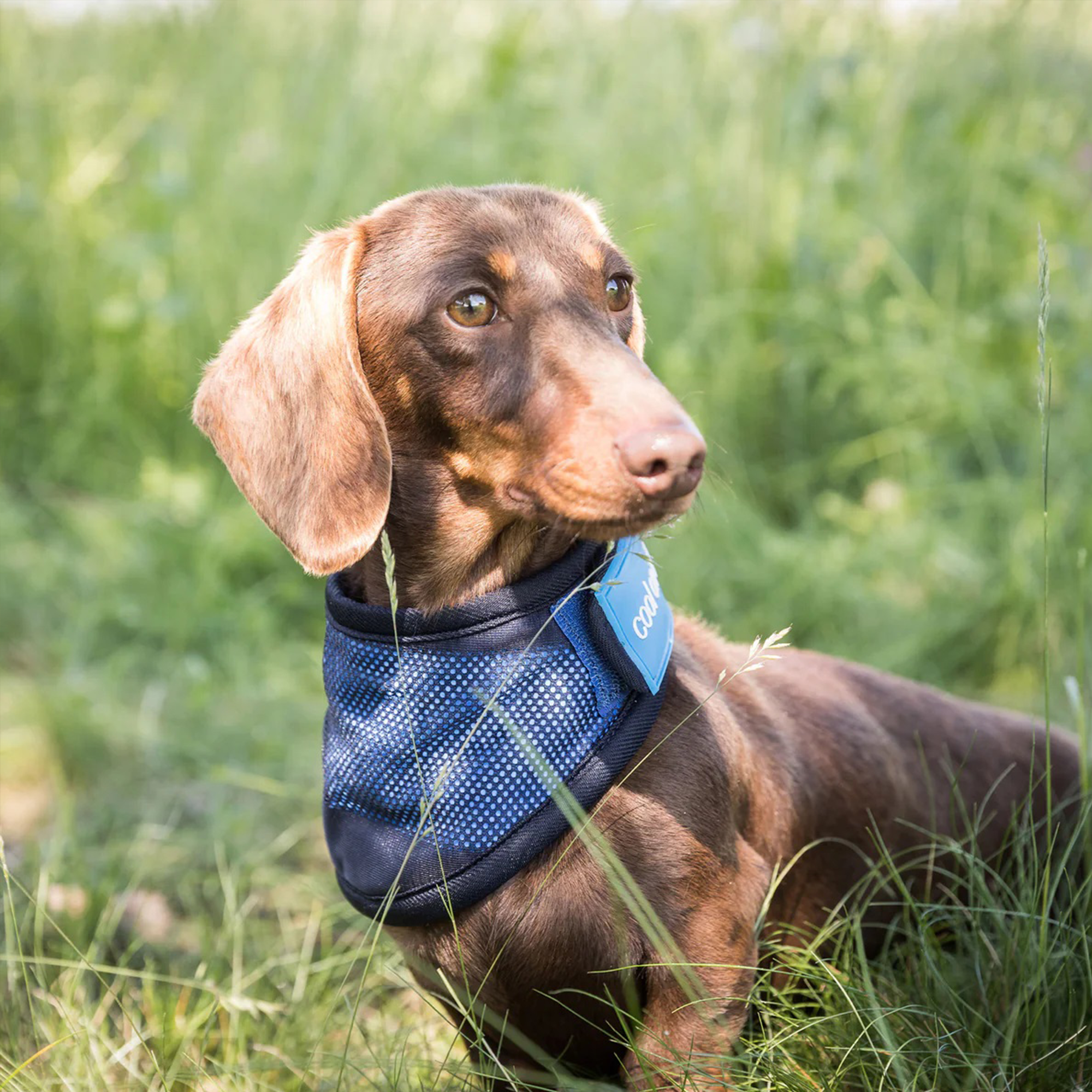 Back on Track Cool on Track Bandana, Blue