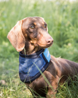 Back on Track Cool on Track Bandana, Blue