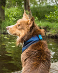 Back on Track Cool on Track Bandana, Blue