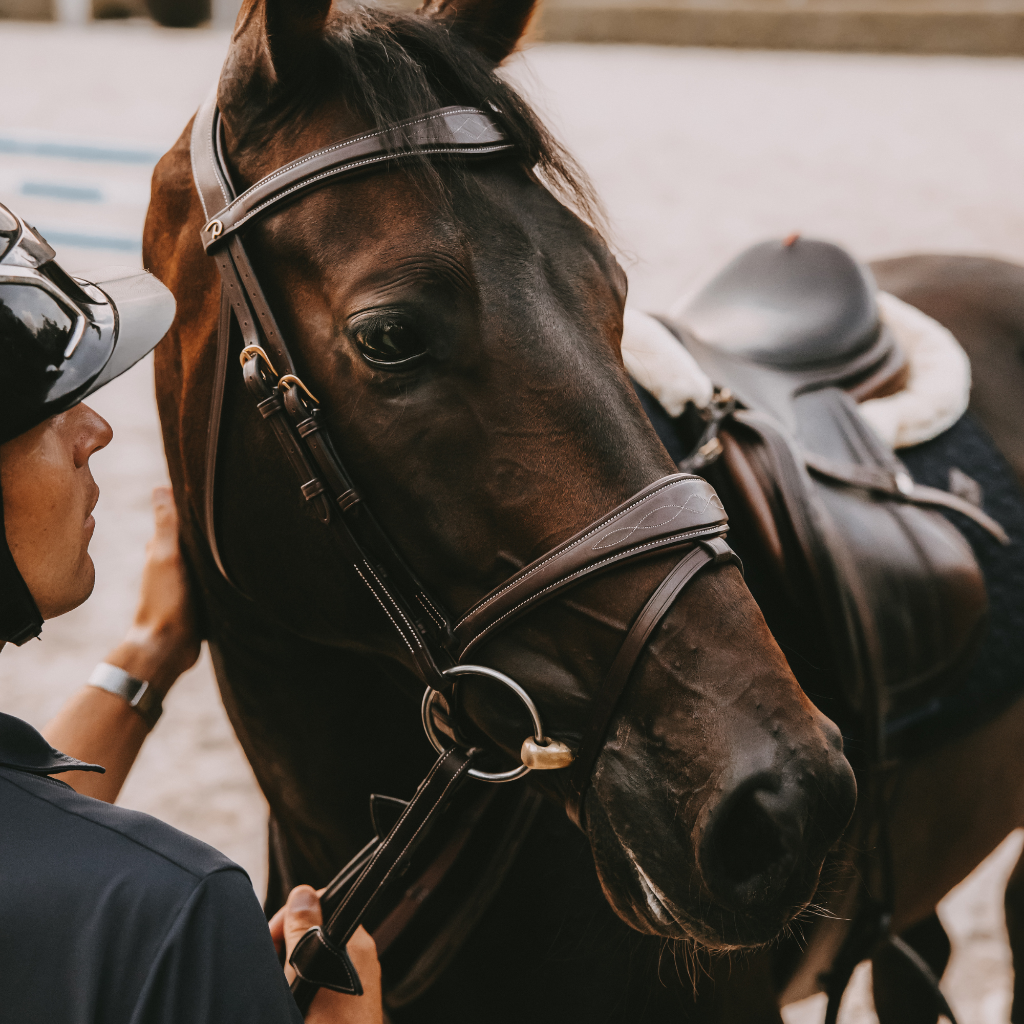 Dy'on Anatomic Flash Noseband Bridle, Brown, D Collection
