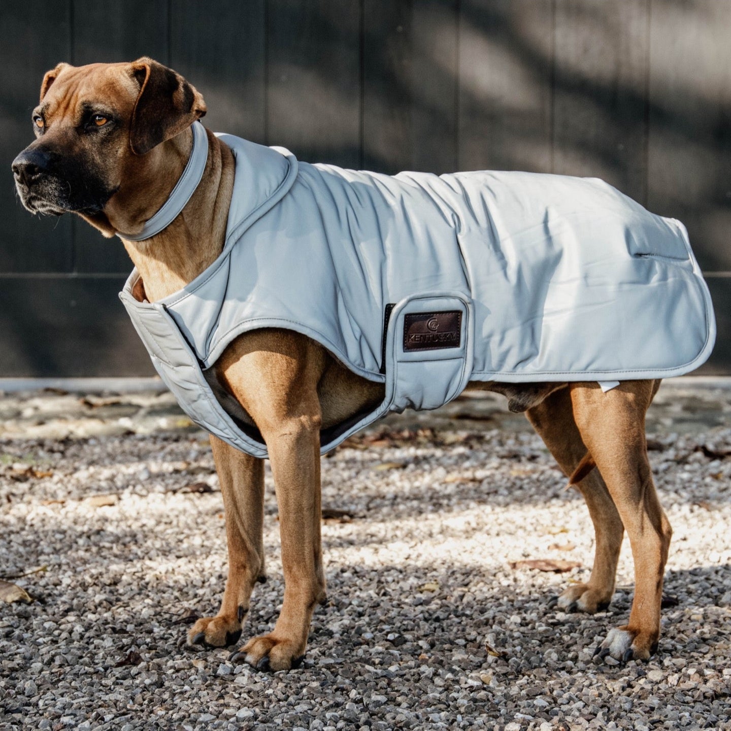 Kentucky Dog Coat Reflective & Water Repellent Belly Cover, Silver