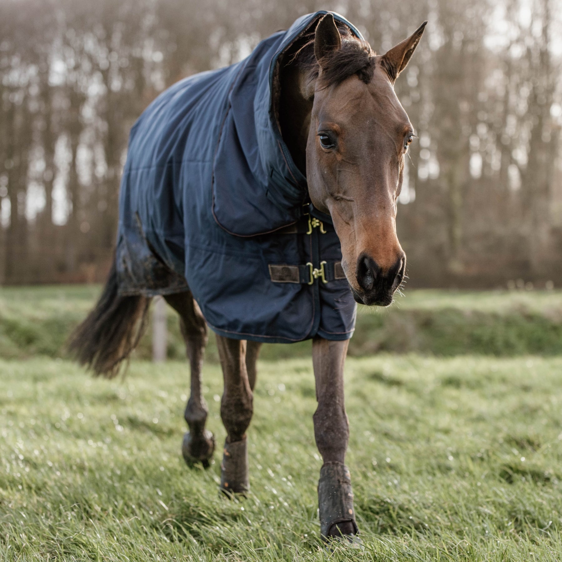 Kentucky Horsewear Turnout Rug All Weather Waterproof Pro, Navy