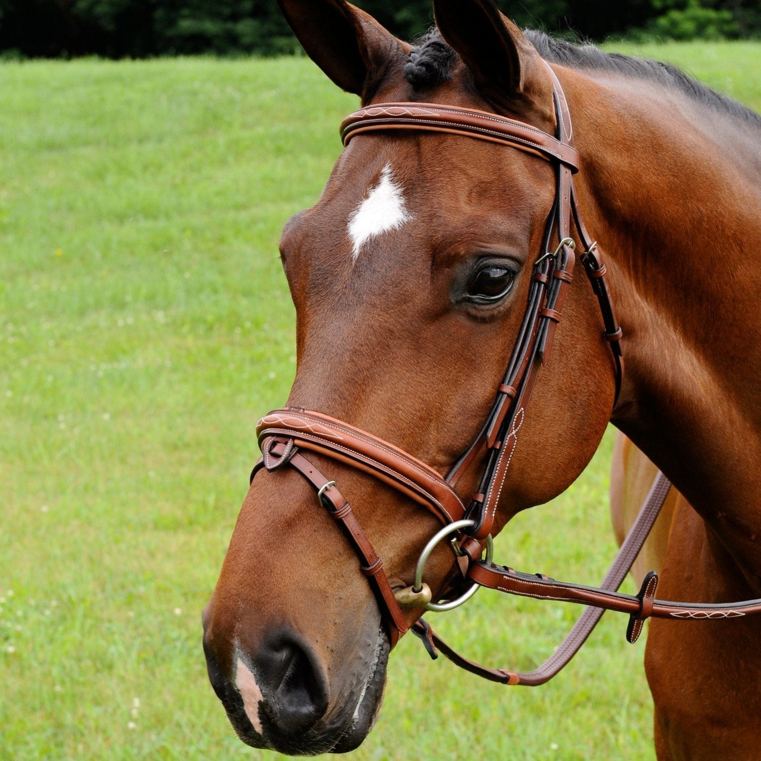 ADT Tack Starman Bridle With Reins, Brown