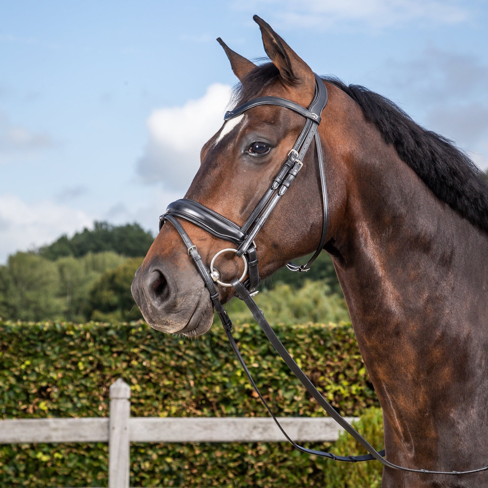 Dy'on Matte Large Crank Noseband Bridle With Flash, Black, New English Collection