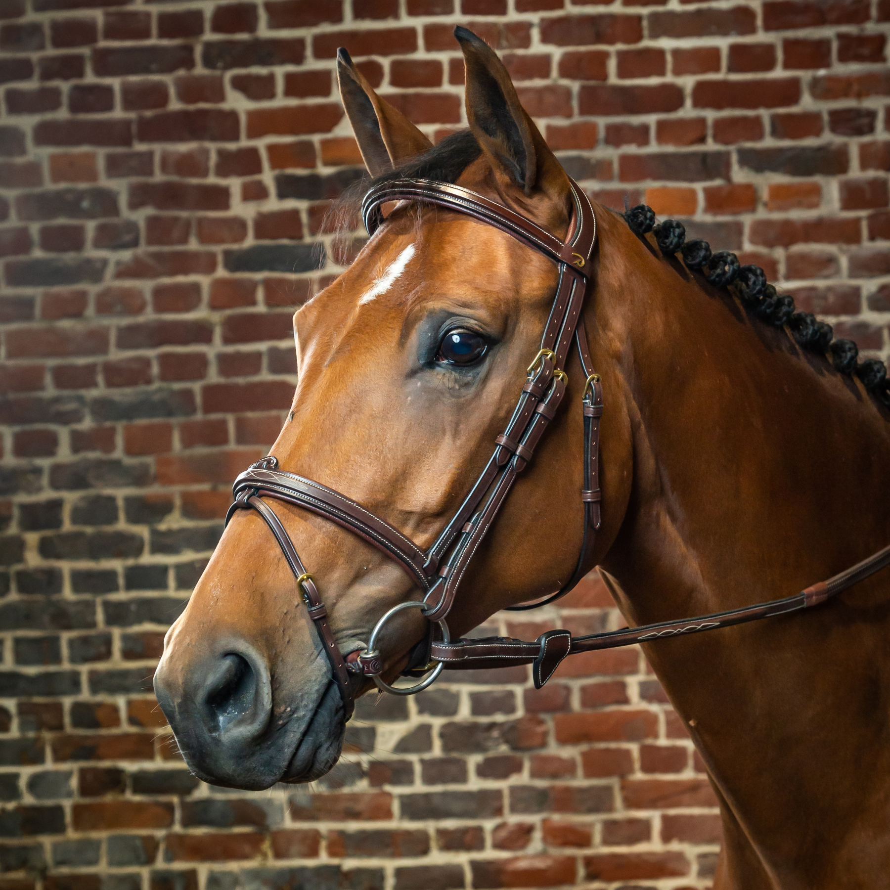 Dy'on D Collection Flash Noseband Bridle, Brown