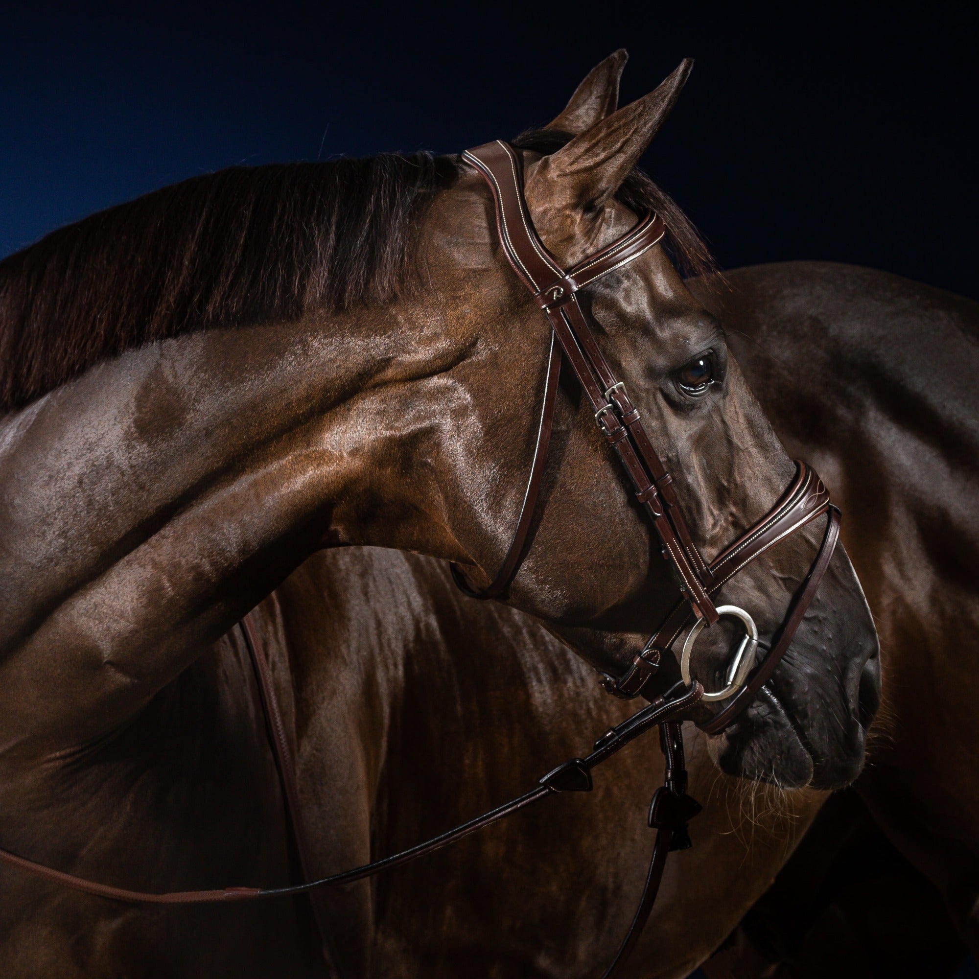 Dy'on Anatomic Flash Noseband Bridle, Brown, US Collection