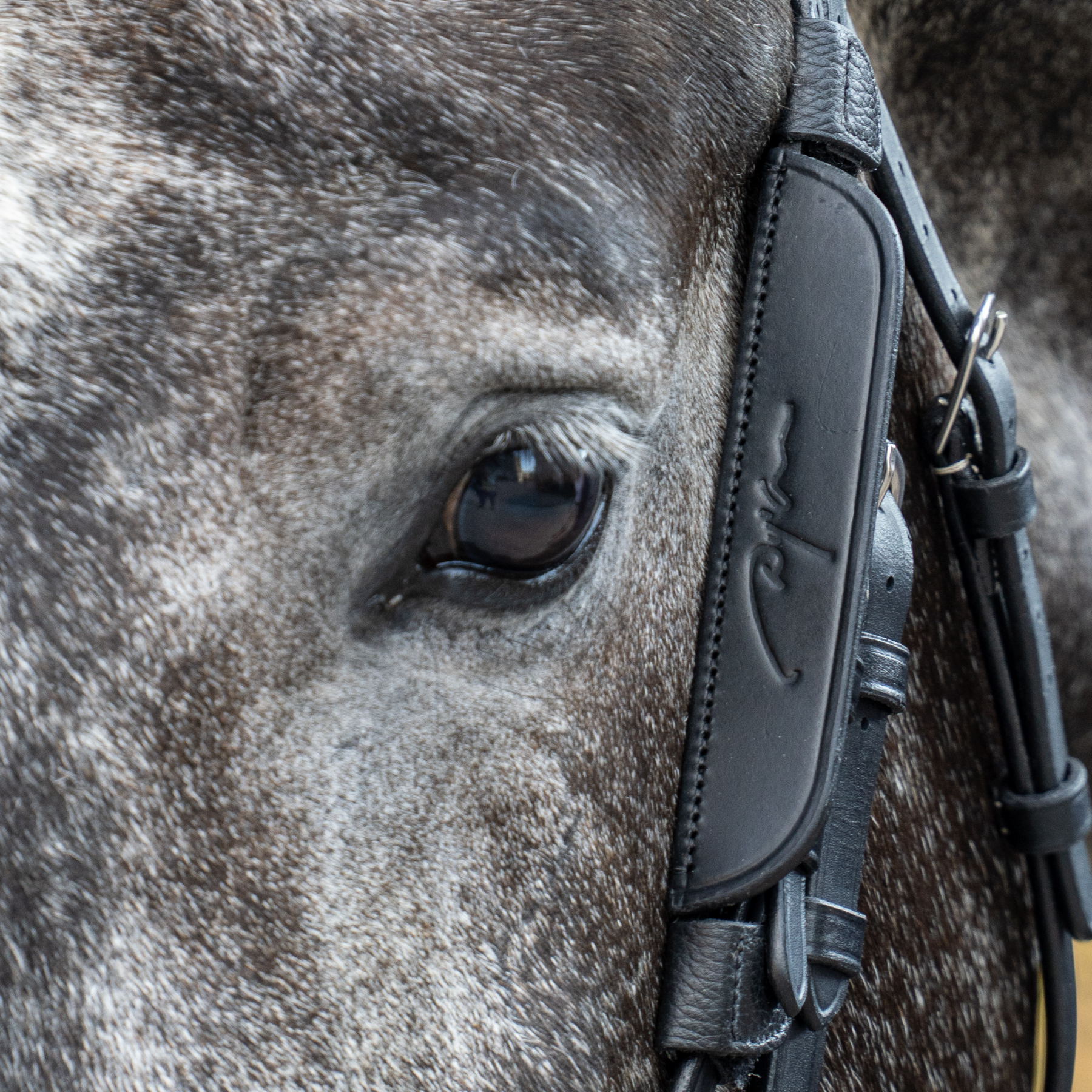 Dy'on Blinkers, Black
