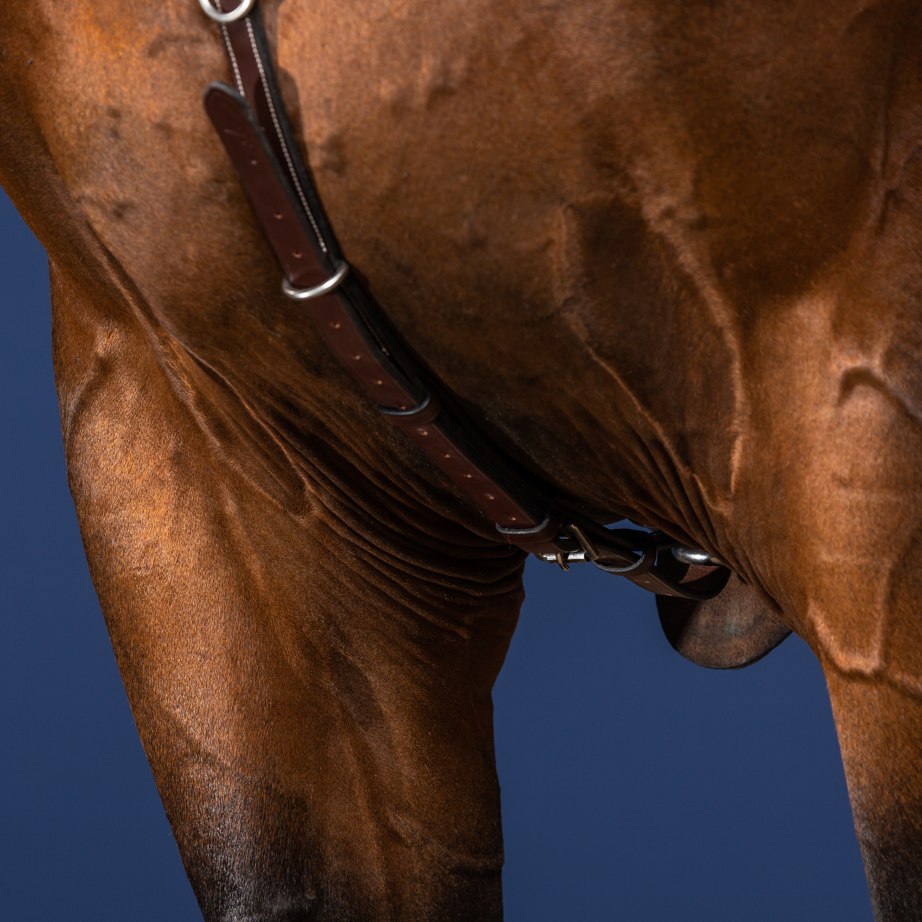 Dy'on Bridge Breastplate, Brown, US Collection