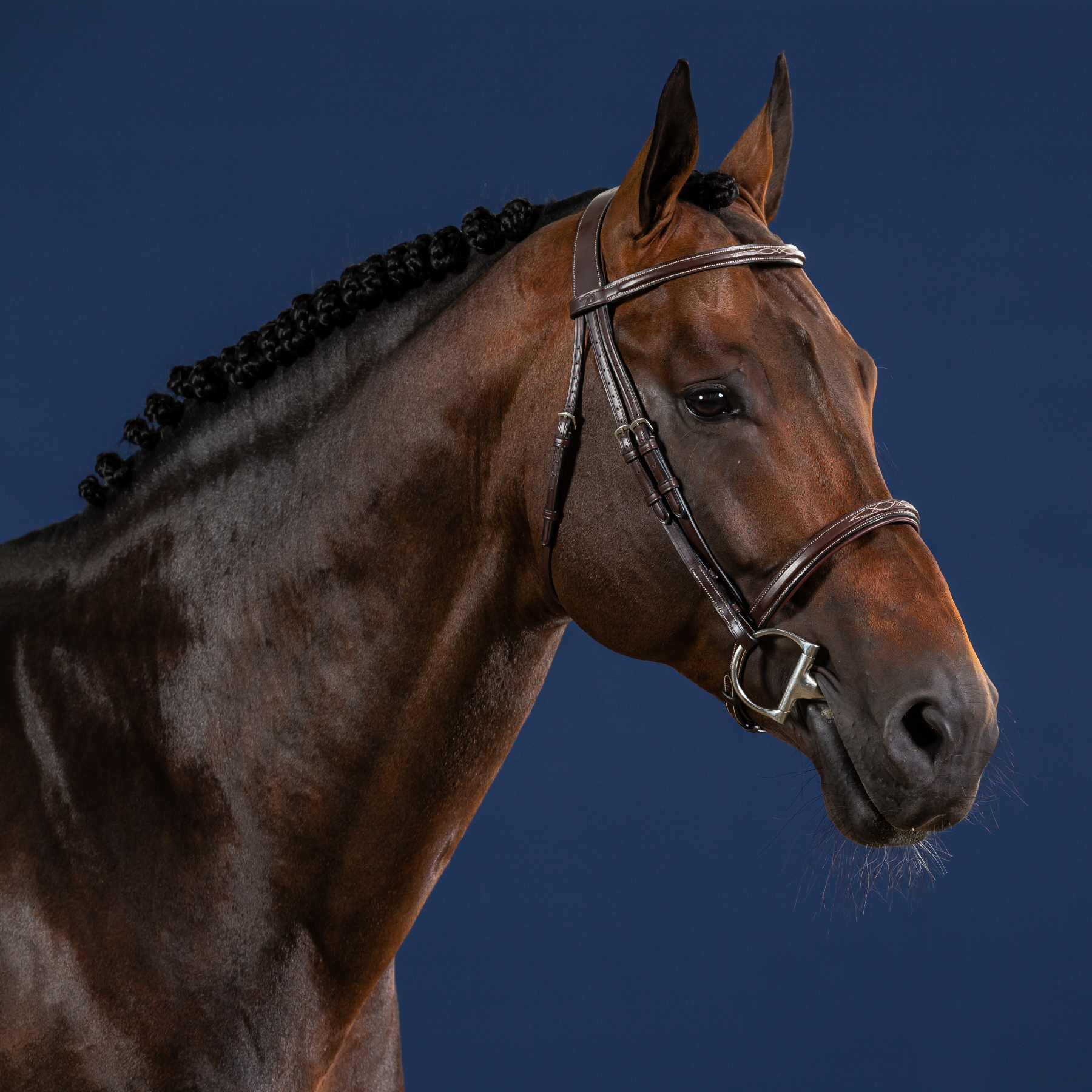 Dy'on Cavesson Noseband Bridle, Brown, US Collection