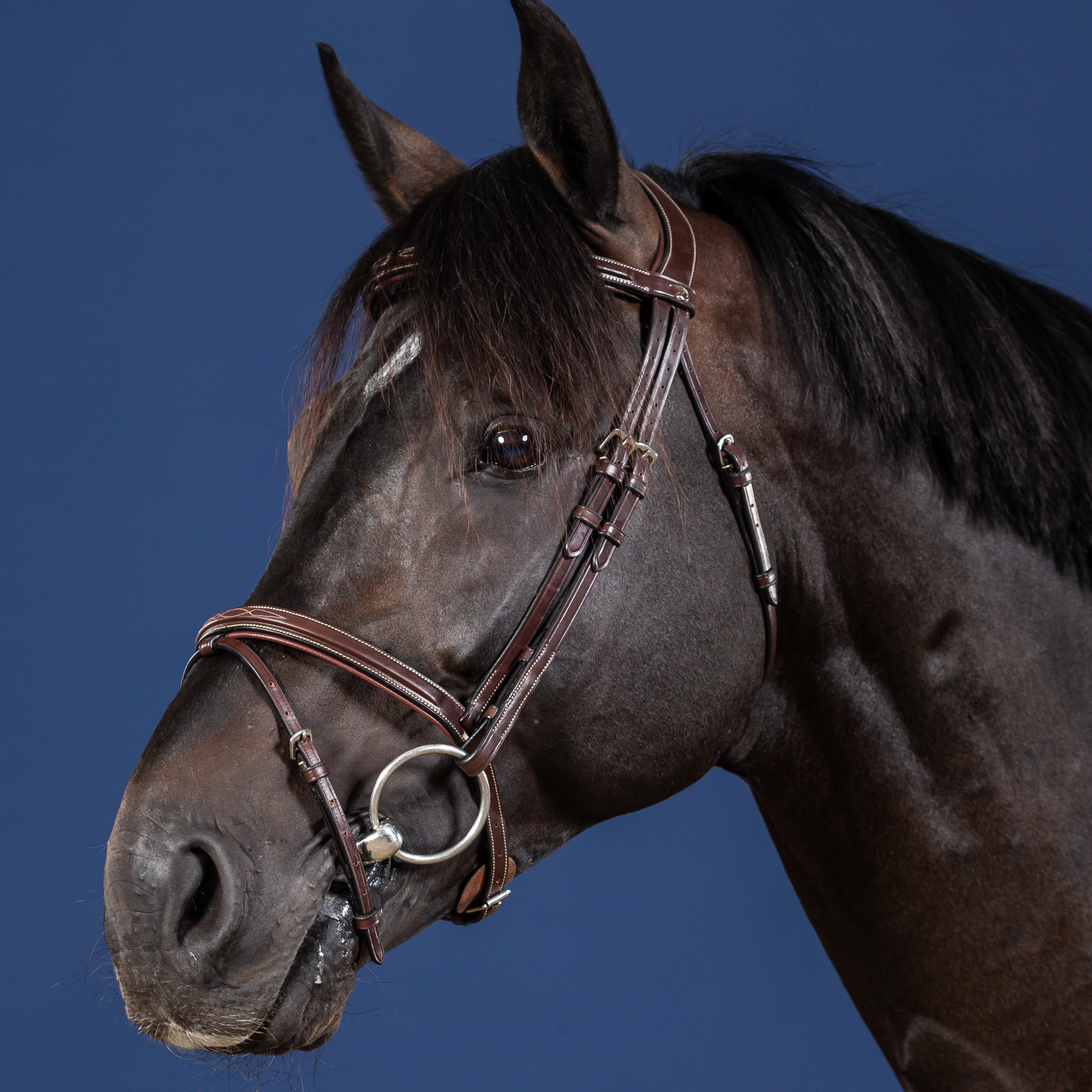 Dy'on Flash Noseband Bridle, Brown, US Collection