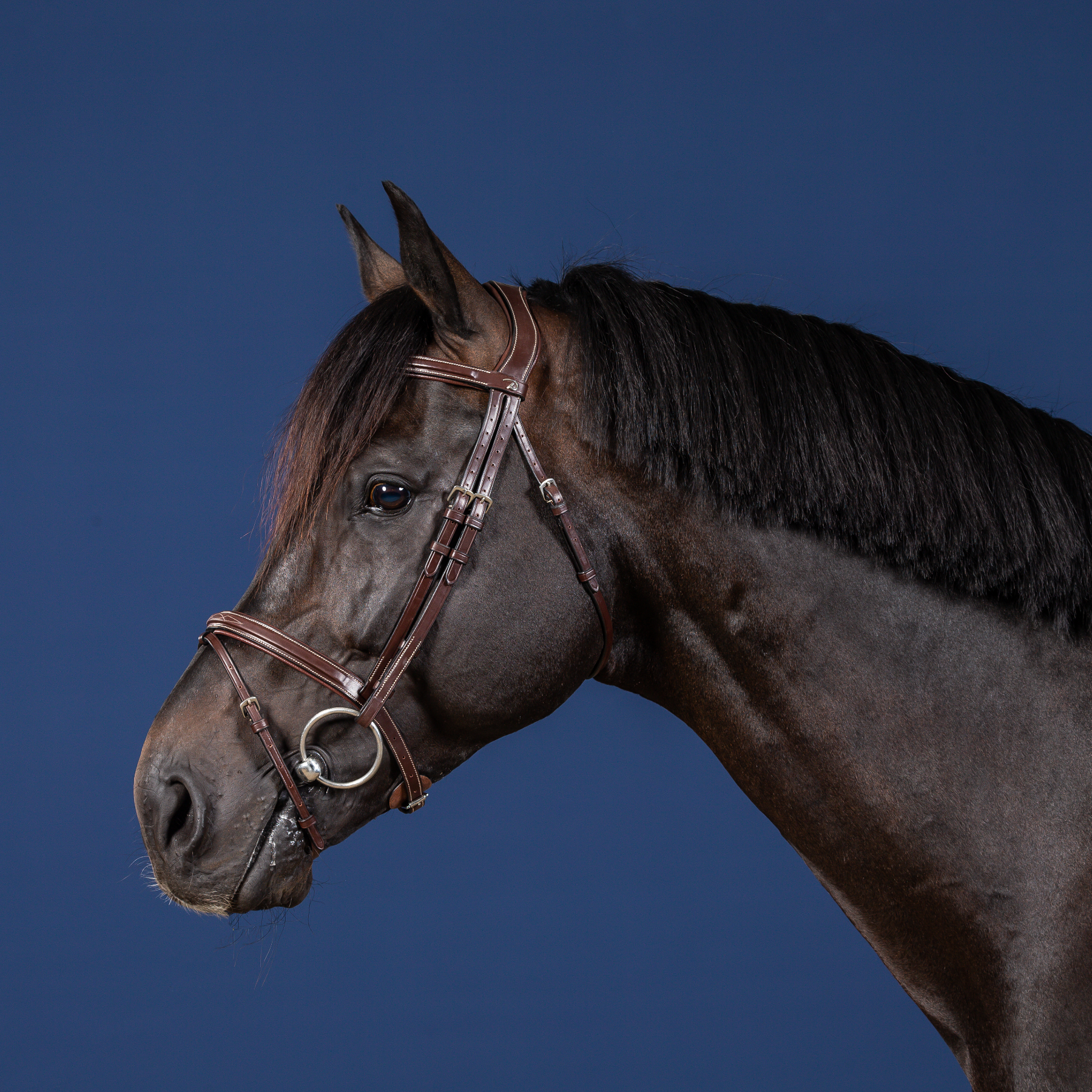 Dy'on Flash Noseband Bridle, Brown, US Collection