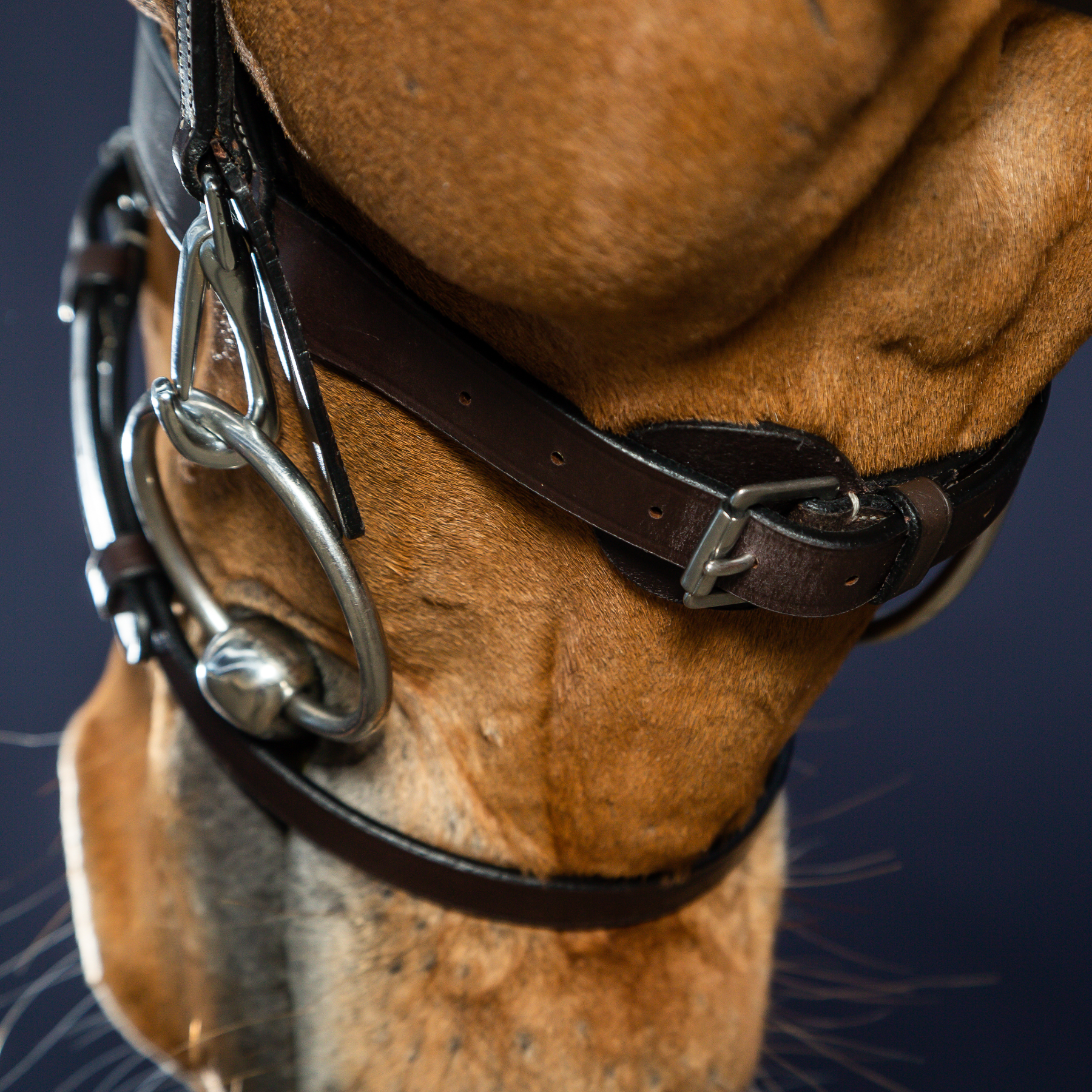 Dy'on Flat Leather Bridle With Snap Hooks, Brown, Working By Dyon