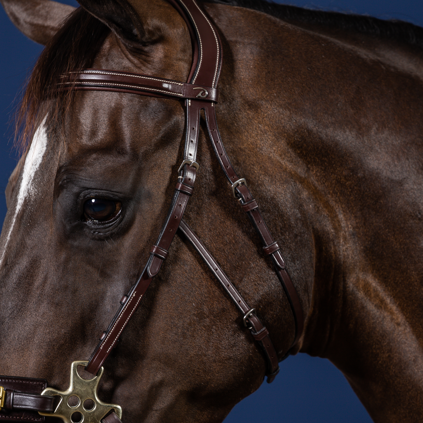 Dy'on Hackamore Bridle, Brown, US Collection