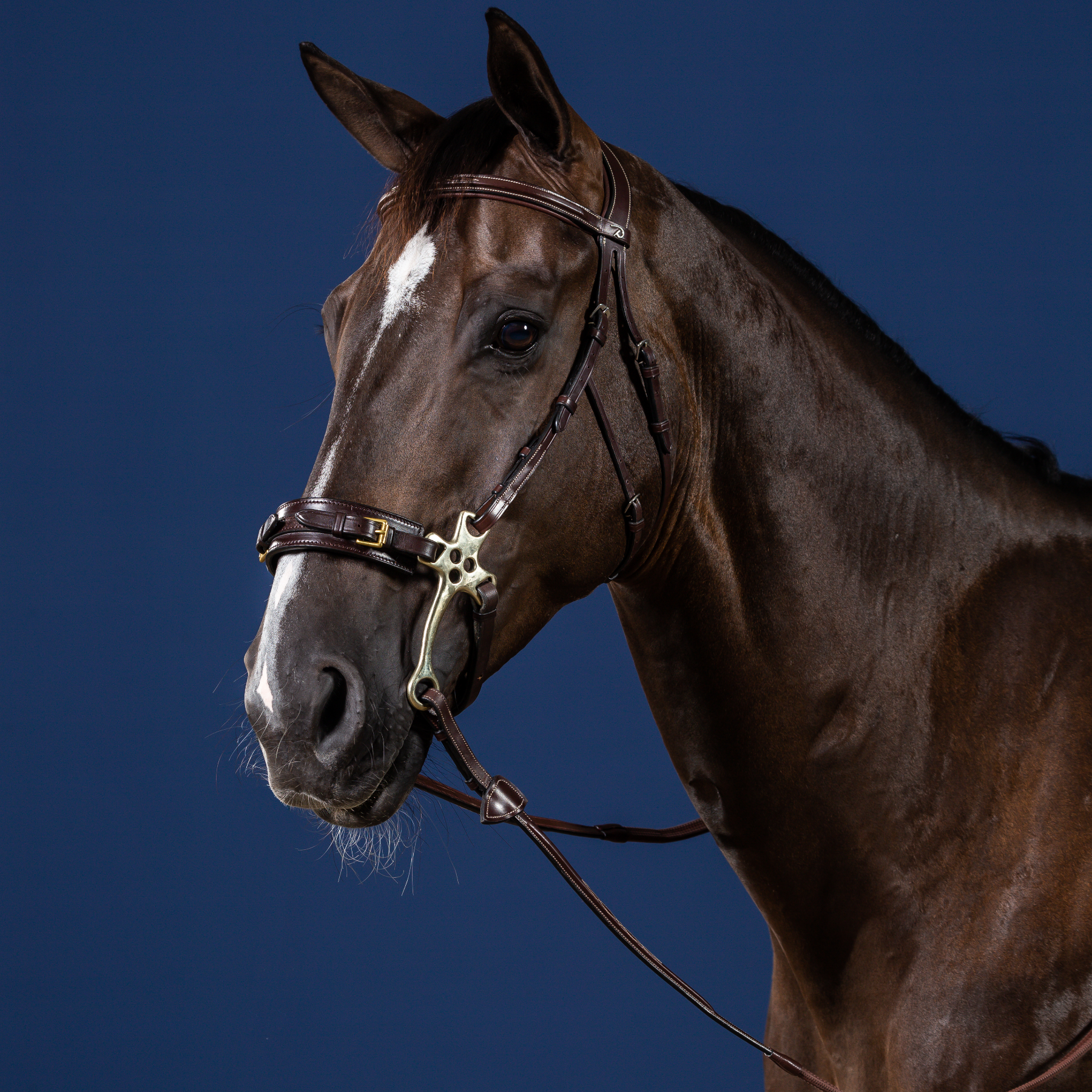 Dy'on Hackamore Bridle, Brown, US Collection