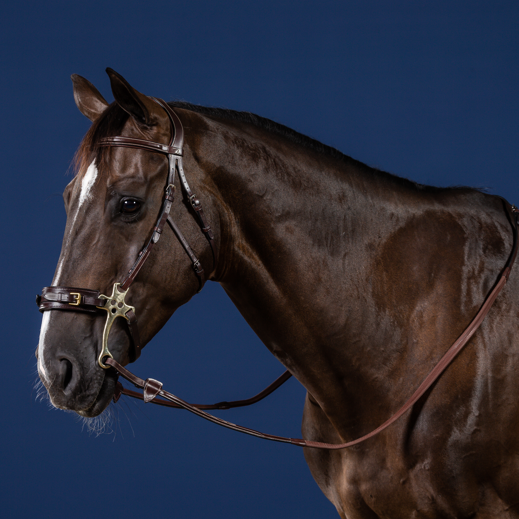 Dy'on Hackamore Bridle, Brown, US Collection