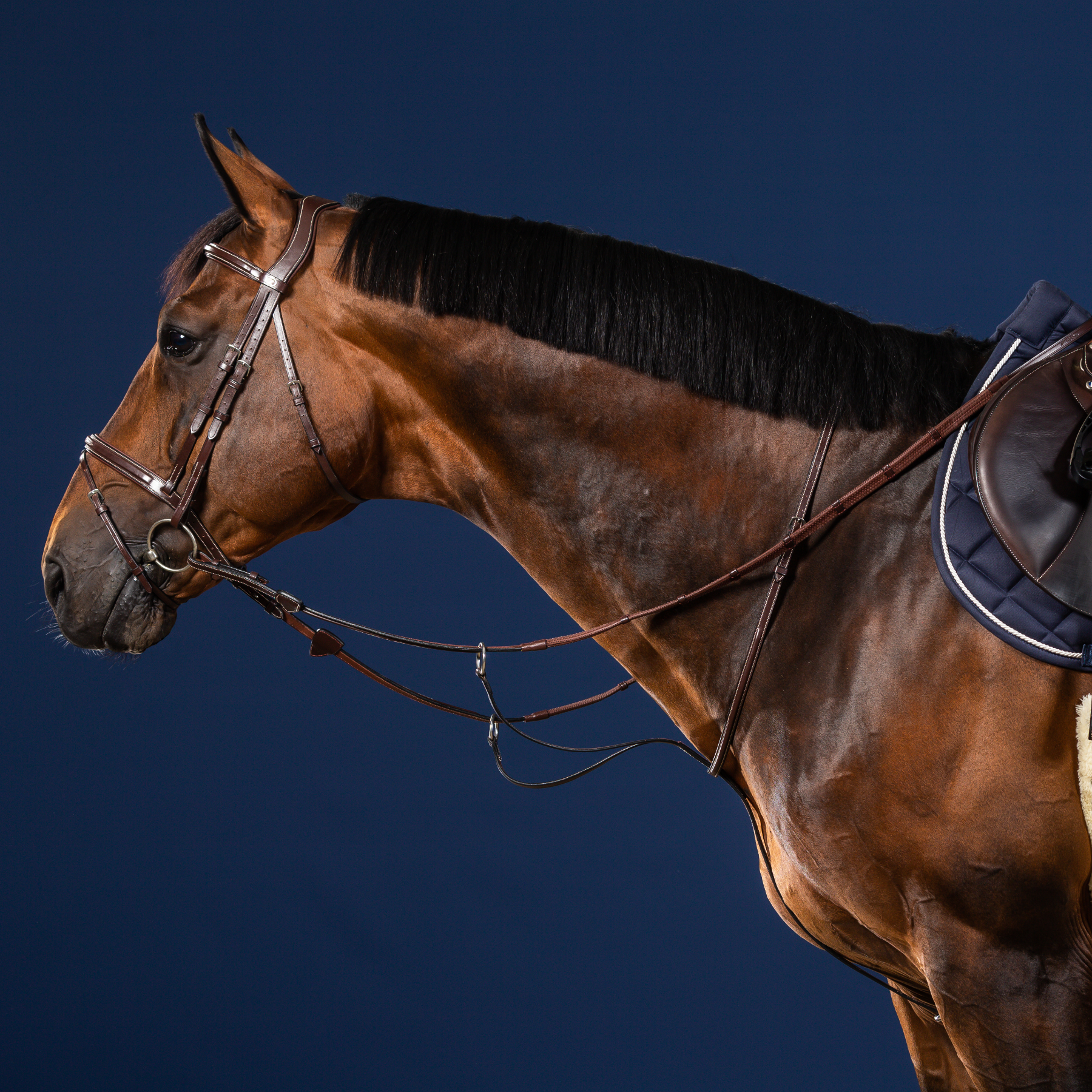 Dy'on Running Martingale, Brown, US Collection