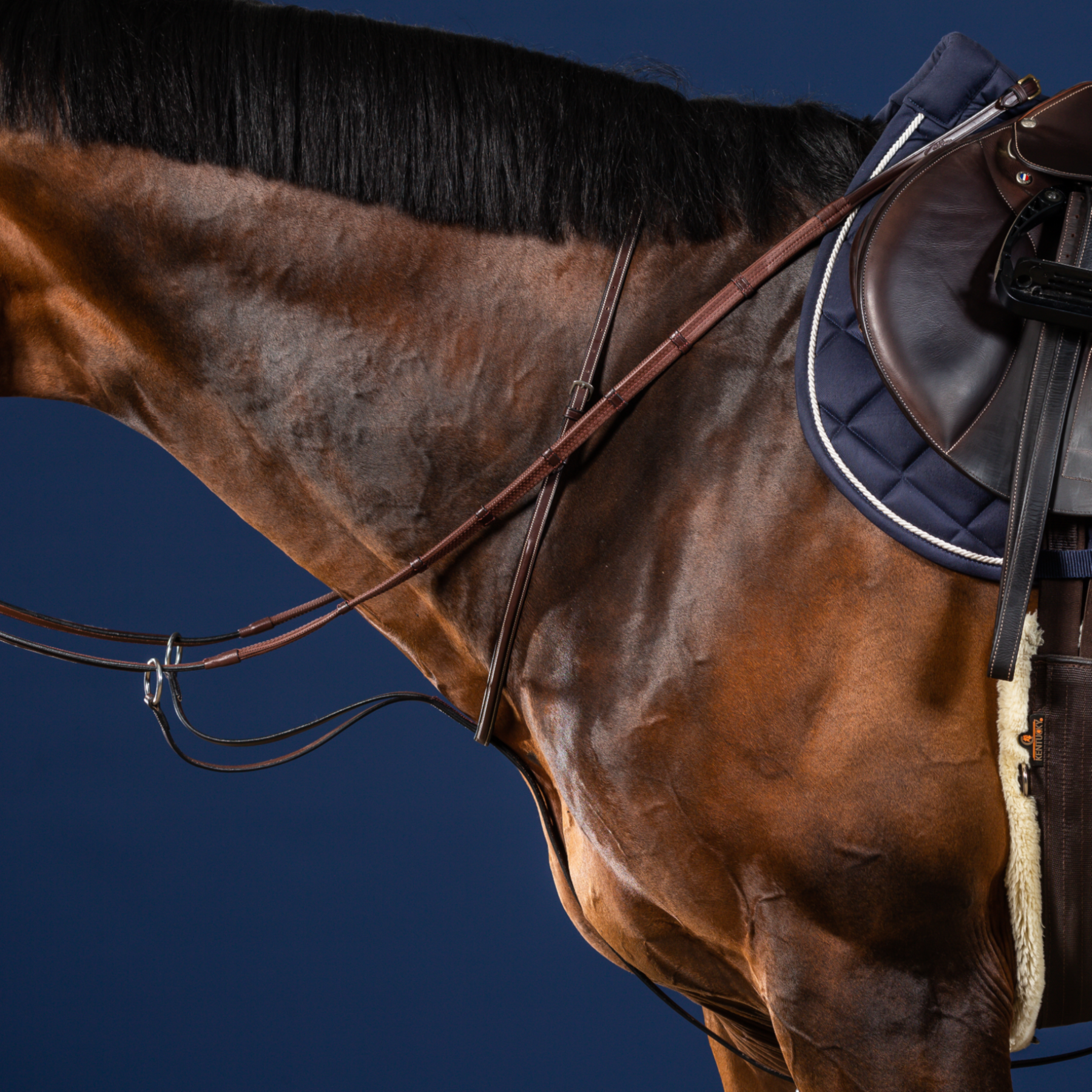 Dy'on Running Martingale, Brown, US Collection