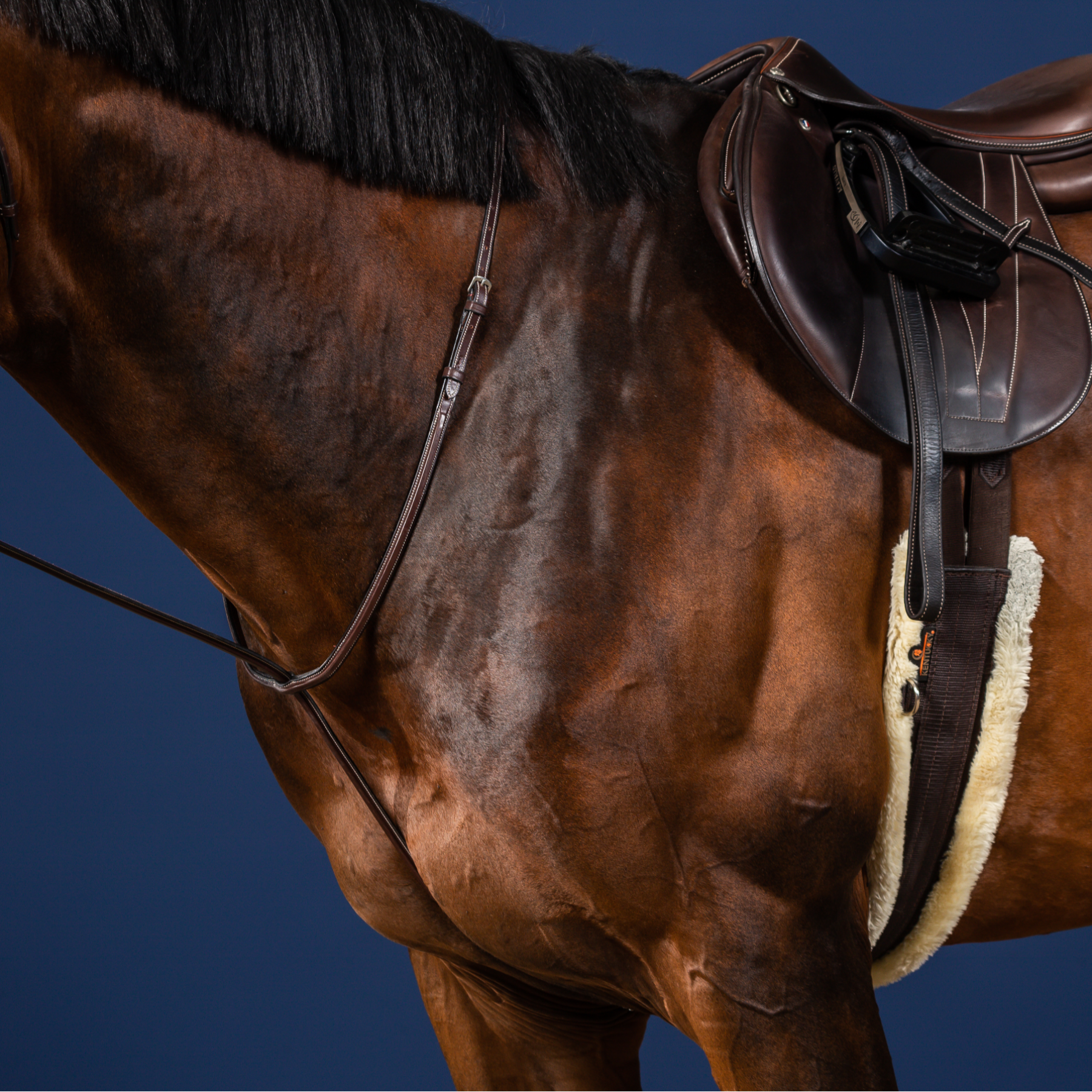 Dy'on Standing Martingale, Brown, US Collection