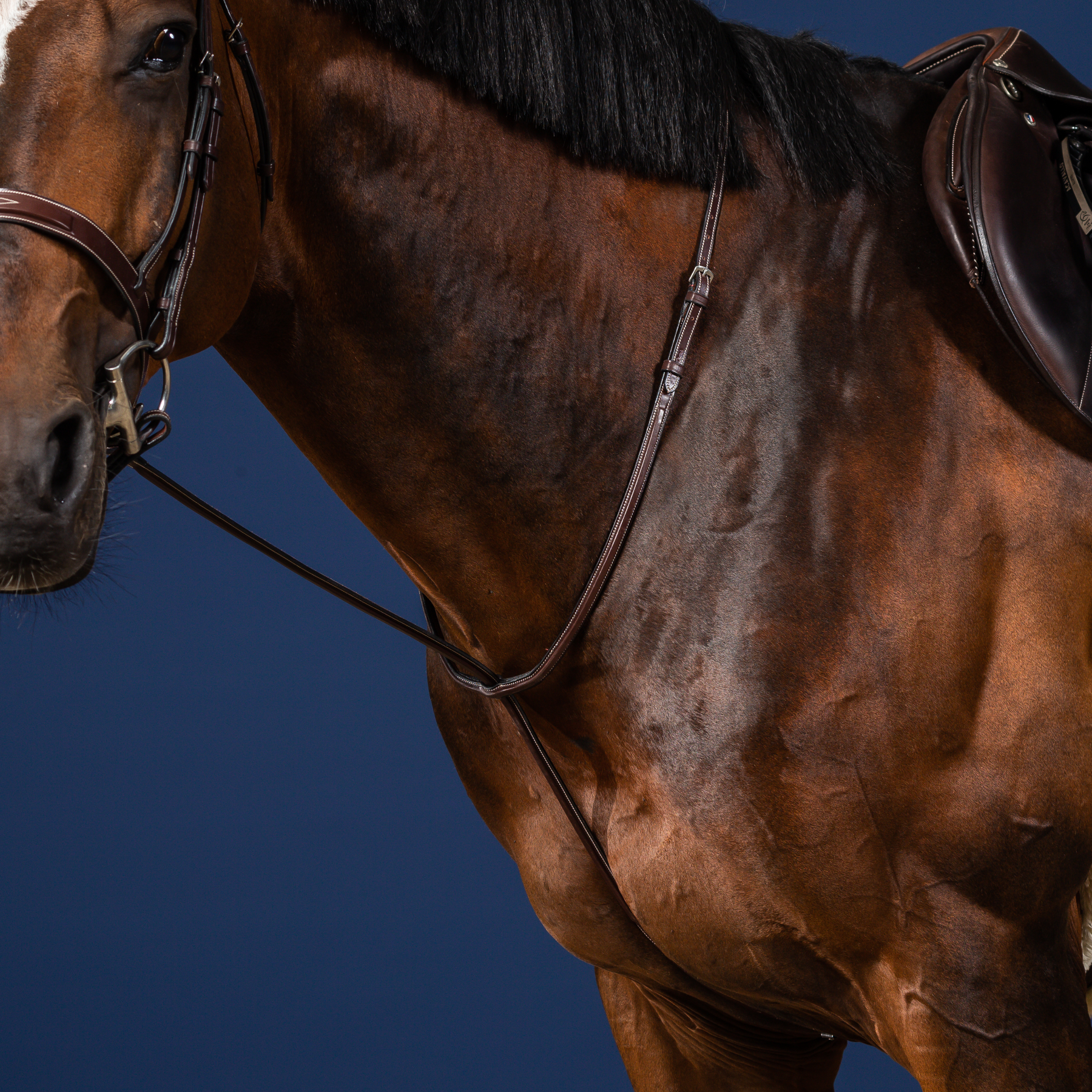 Dy'on Standing Martingale, Brown, US Collection
