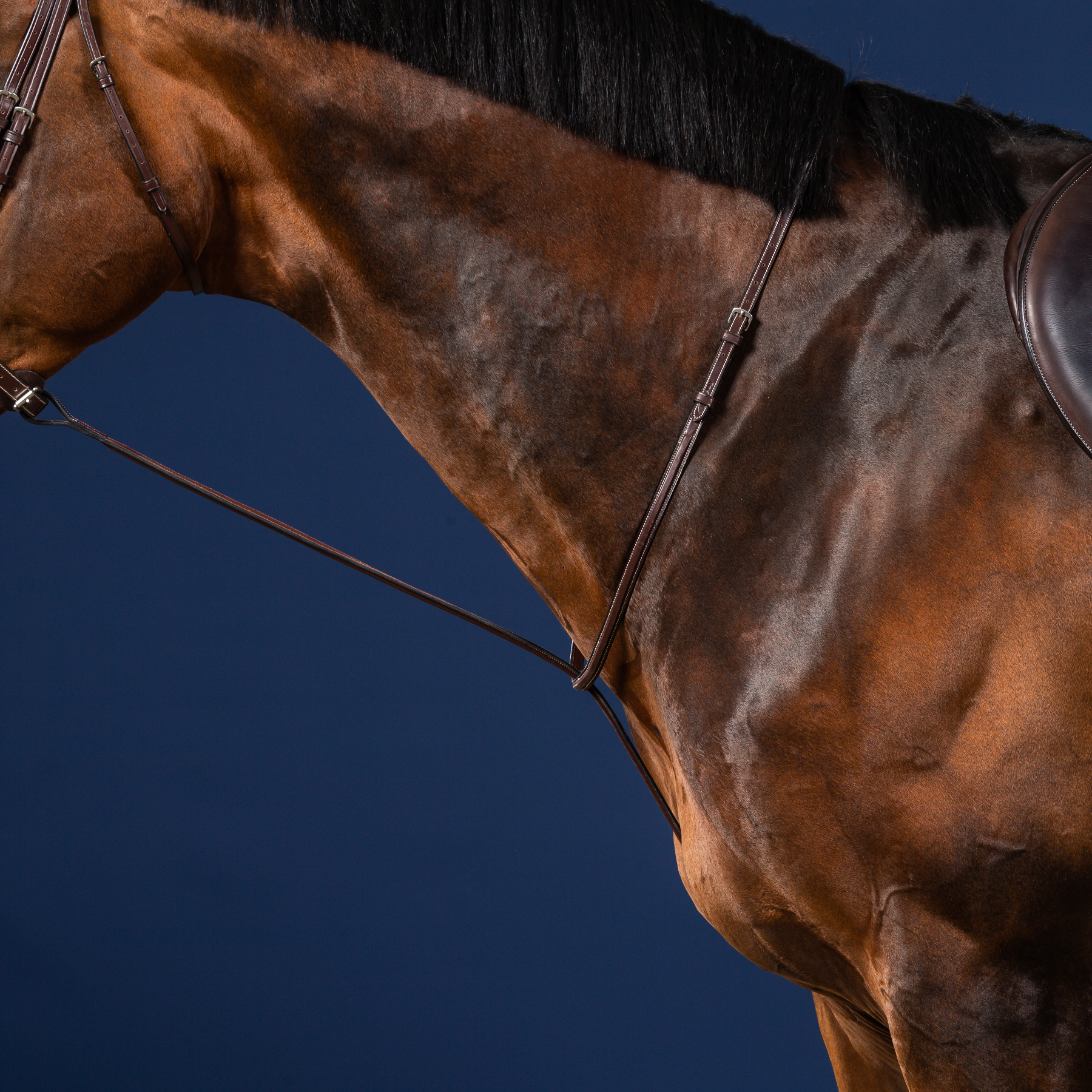Dy'on Standing Martingale, Brown, US Collection
