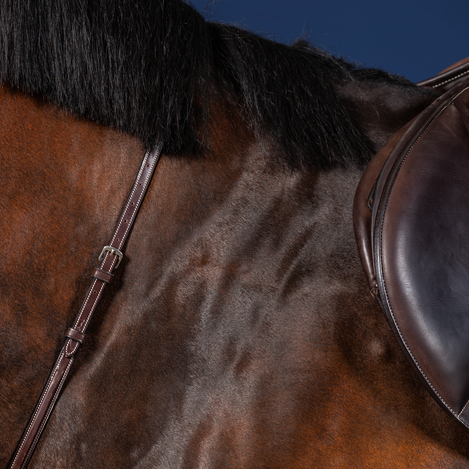 Dy'on Standing Martingale, Brown, US Collection