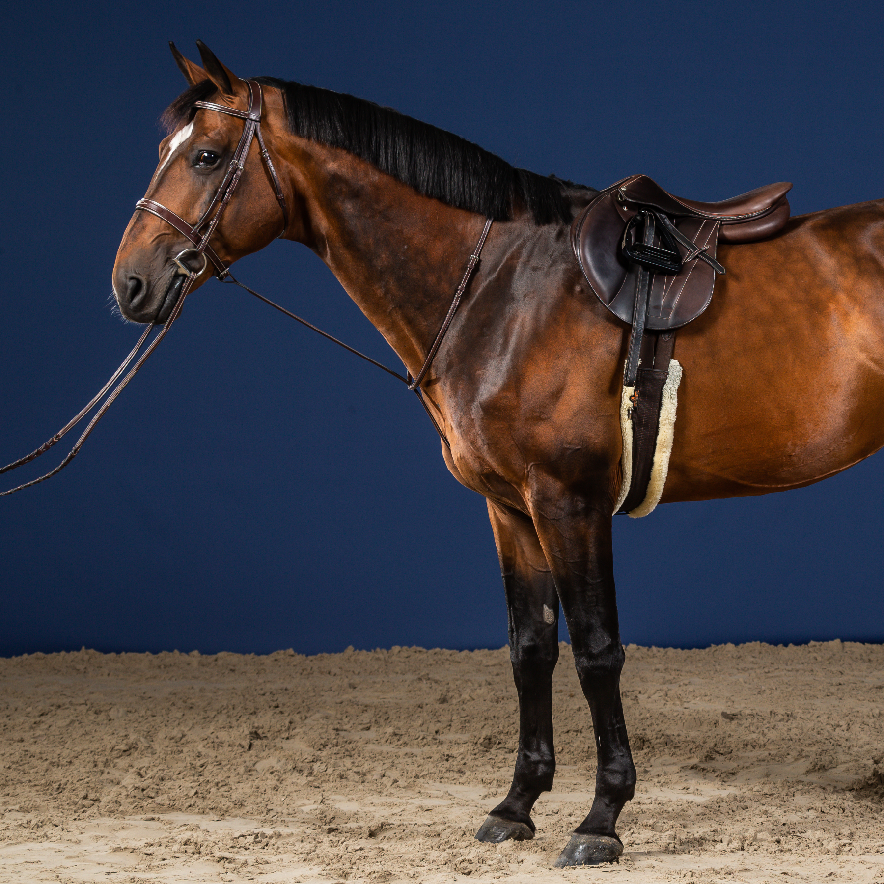 Dy'on Standing Martingale, Brown, US Collection