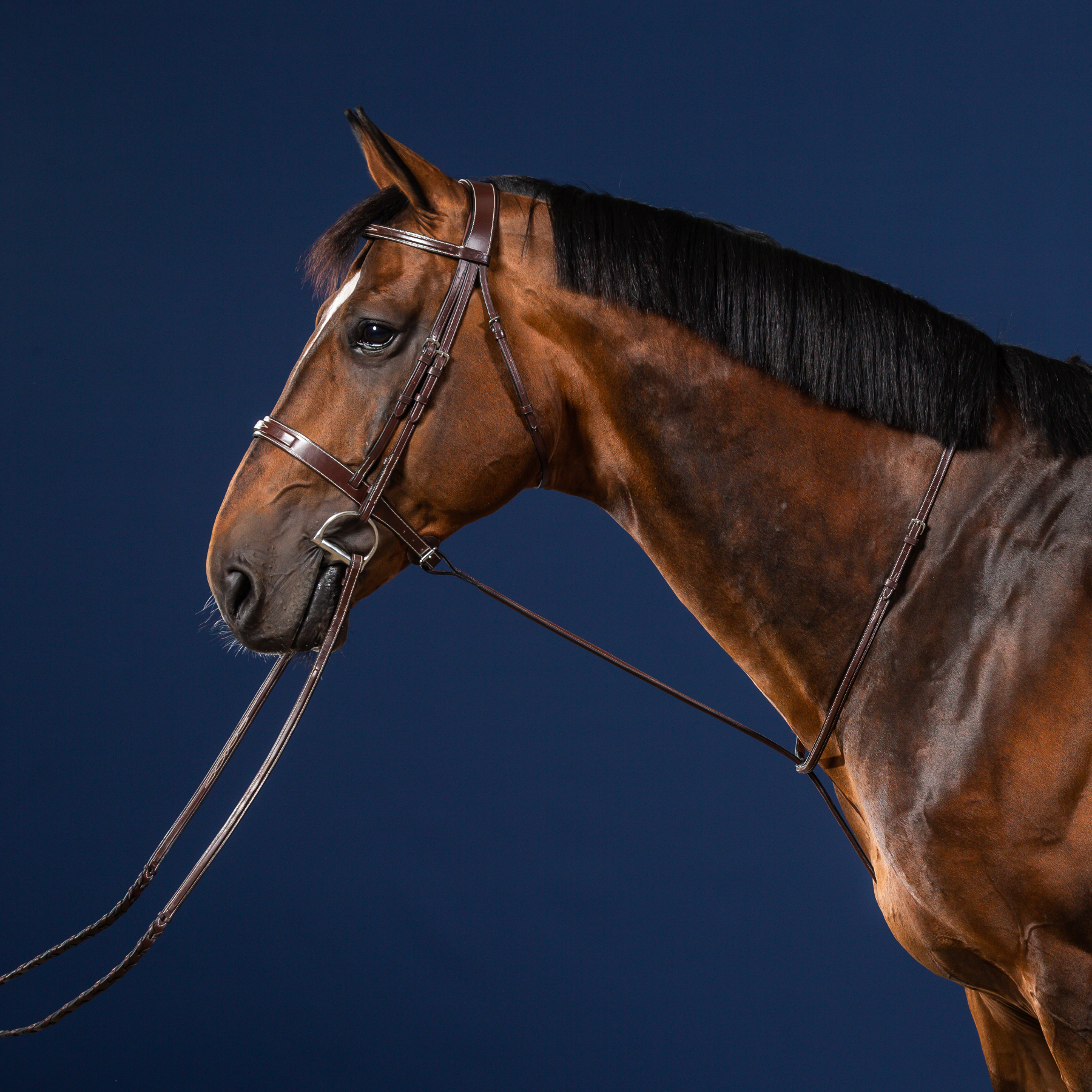 Dy'on Standing Martingale, Brown, US Collection