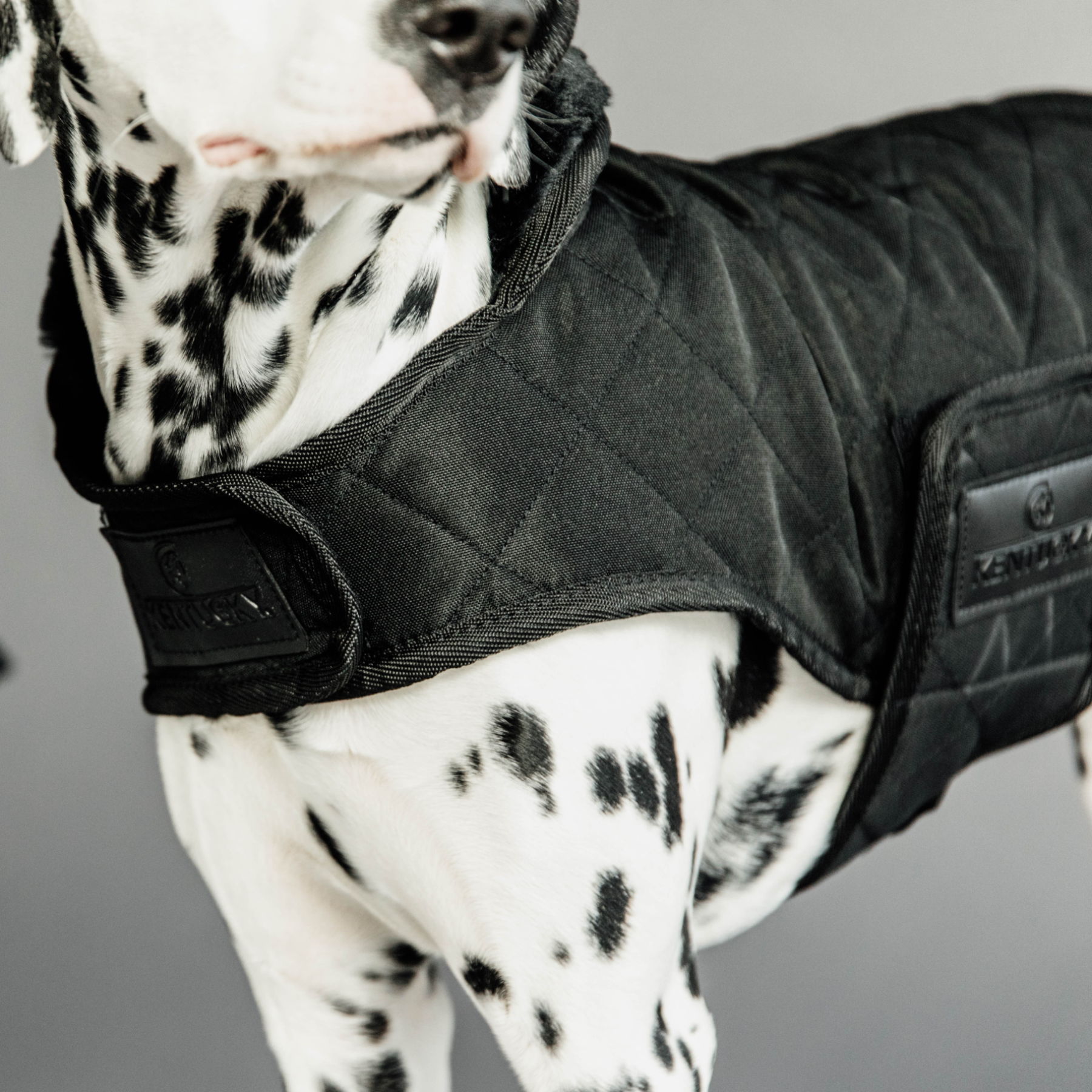 Kentucky Dog Coat, Black