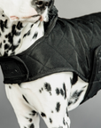 Kentucky Dog Coat, Black