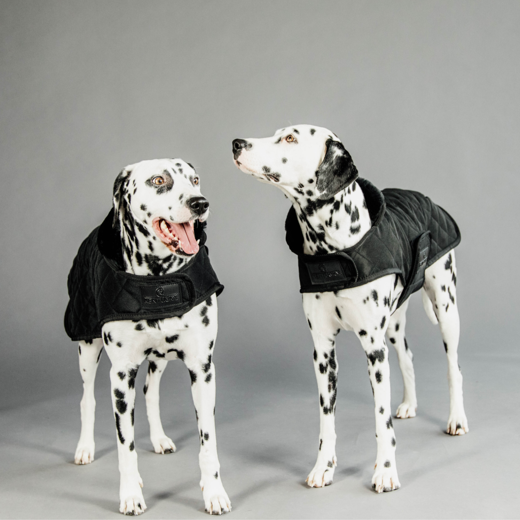 Kentucky Dog Coat, Black