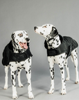 Kentucky Dog Coat, Black