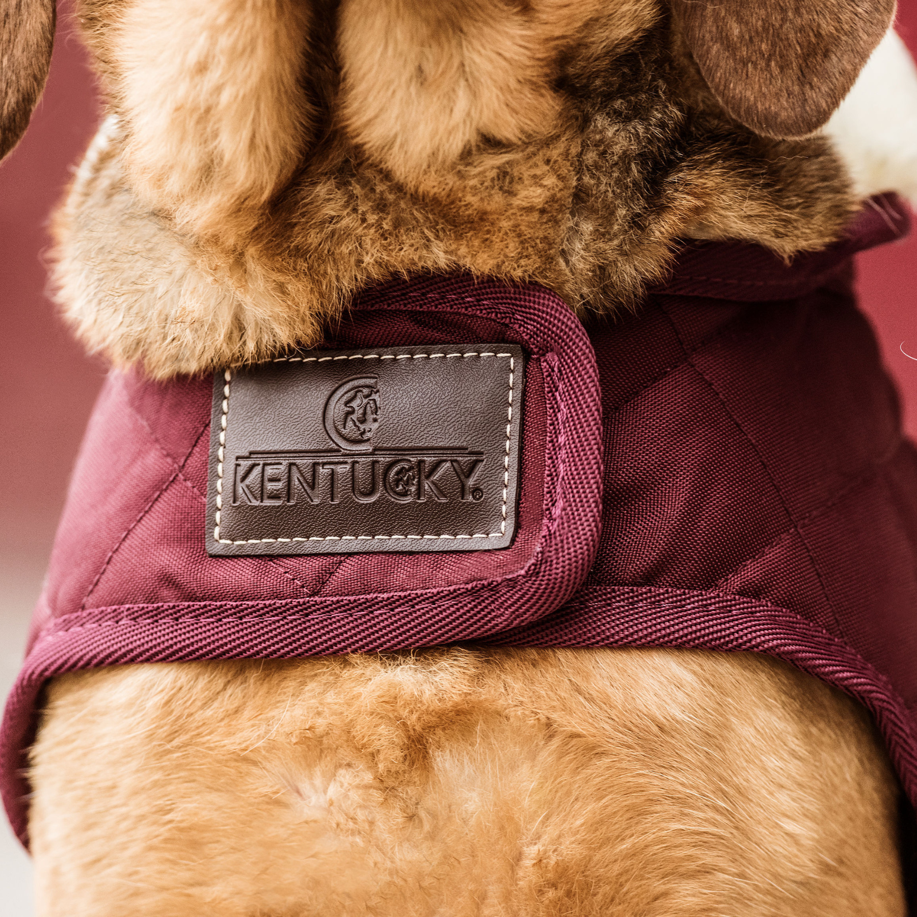 Kentucky Dog Coat, Bordeaux