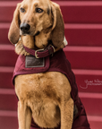 Kentucky Dog Coat, Bordeaux