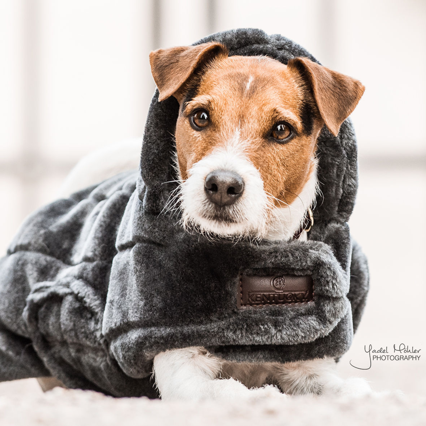 Kentucky Dog Coat Fake Fur, Grey