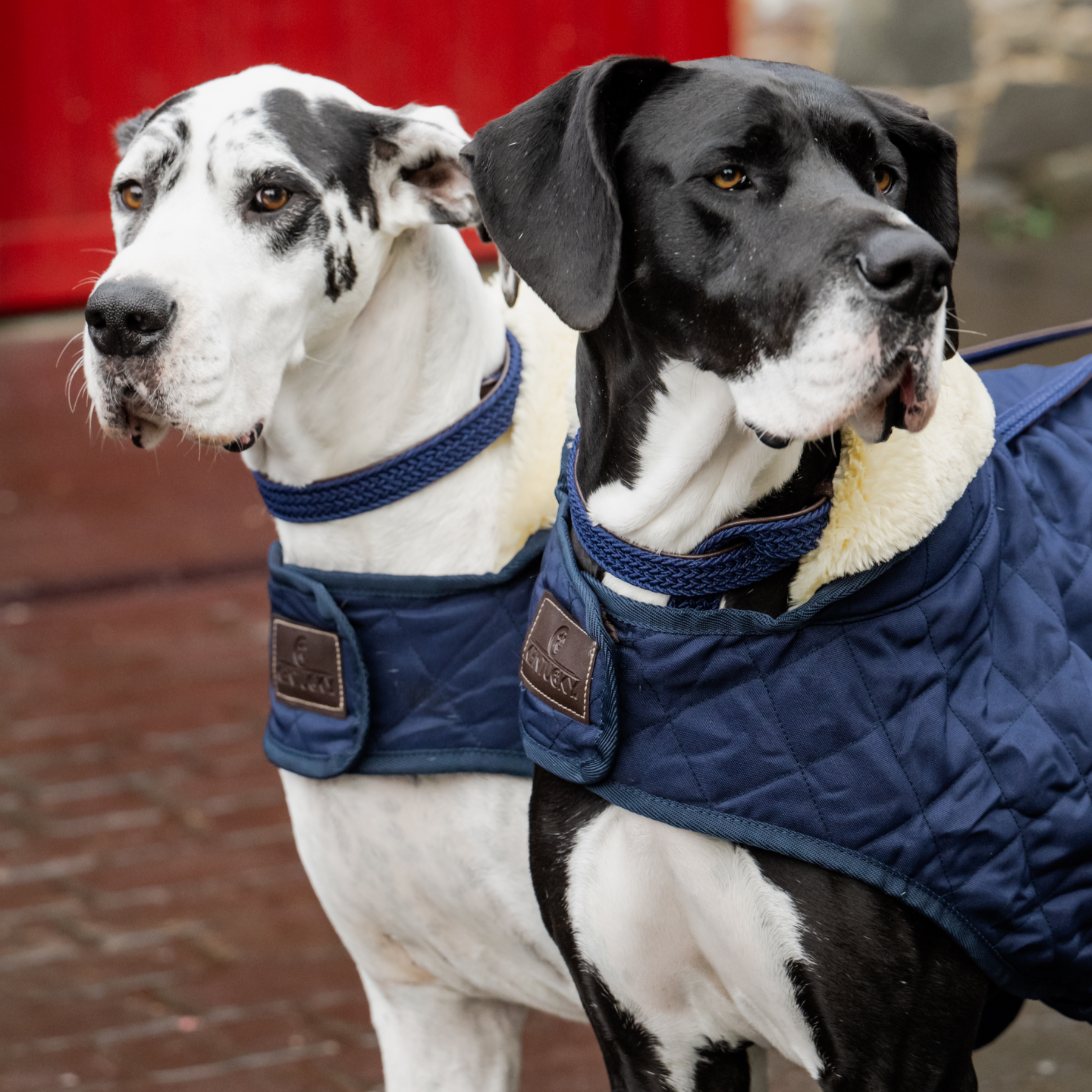 Kentucky Dog Coat, Navy